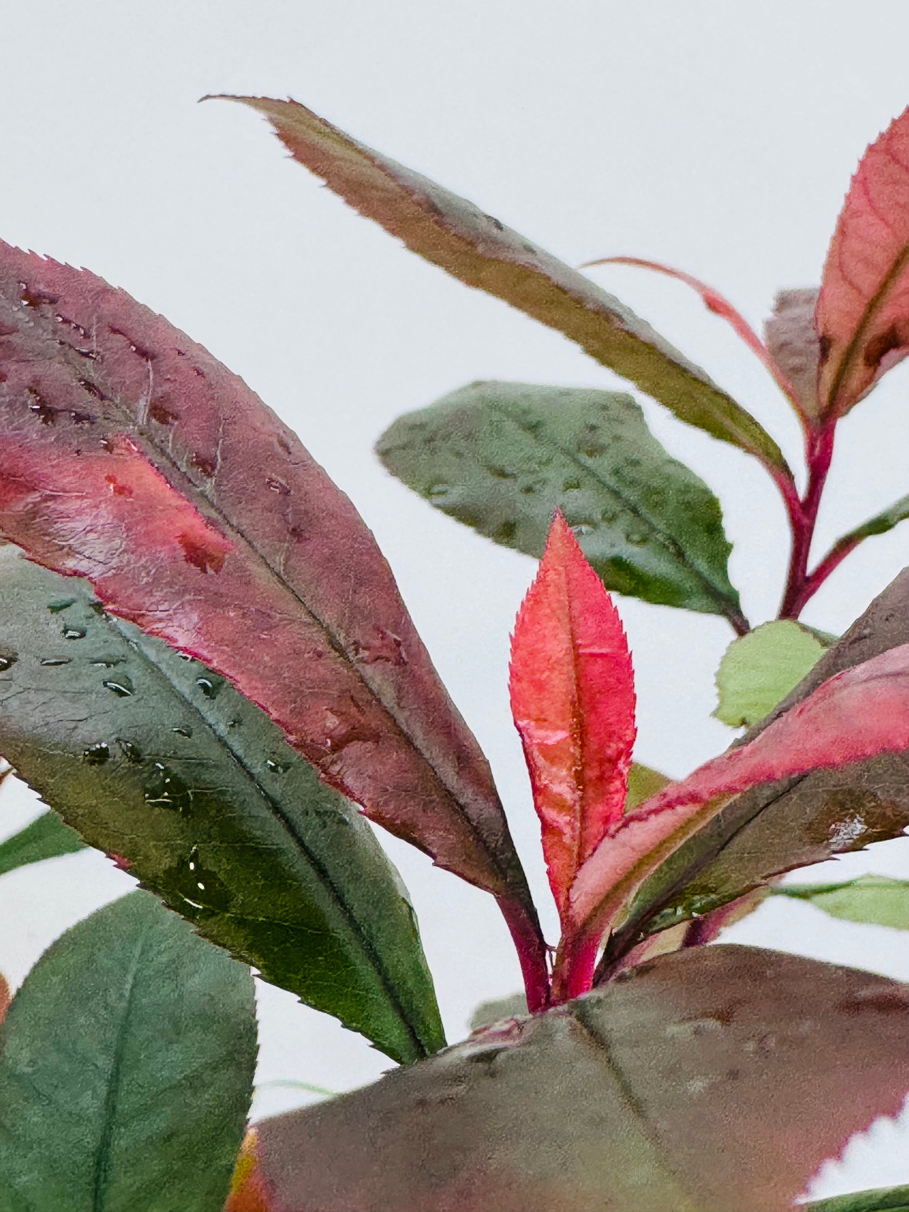 PHOTINIA FRA. CARRE ROUGE 2L