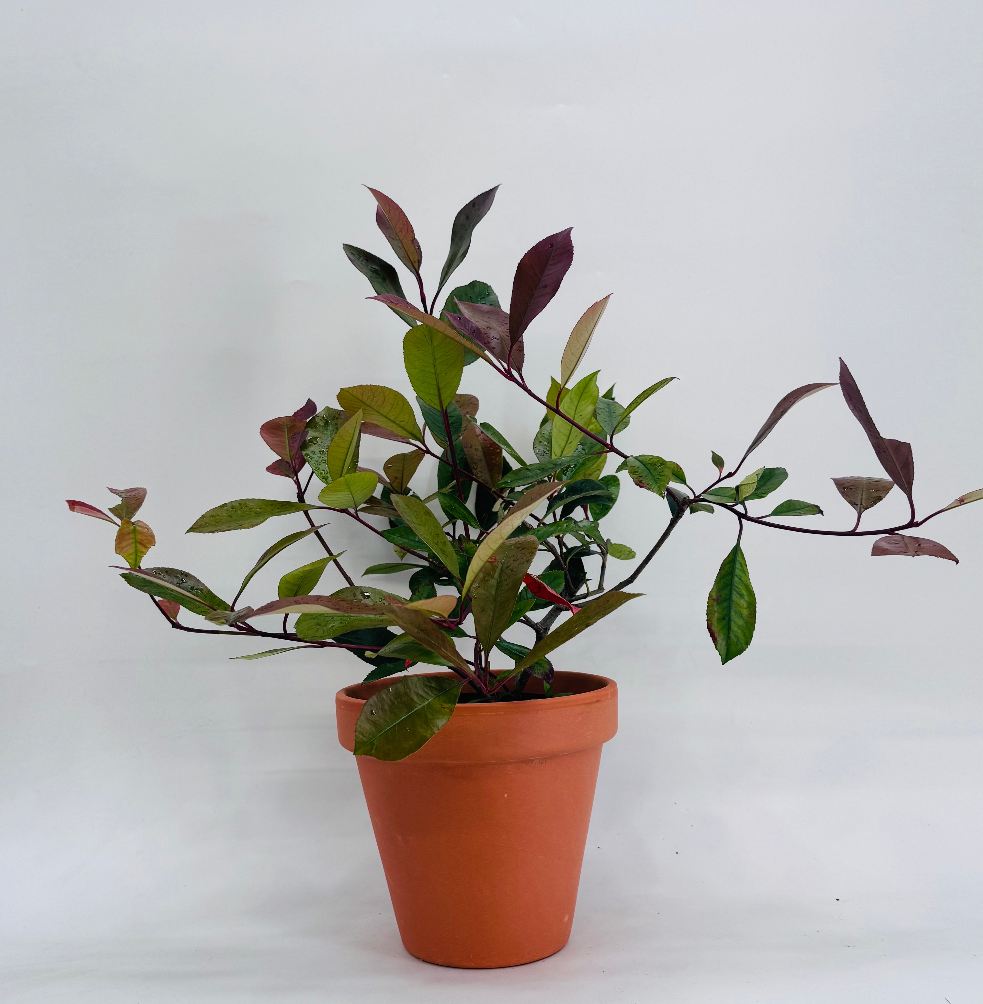 PHOTINIA RED ROBIN 2L