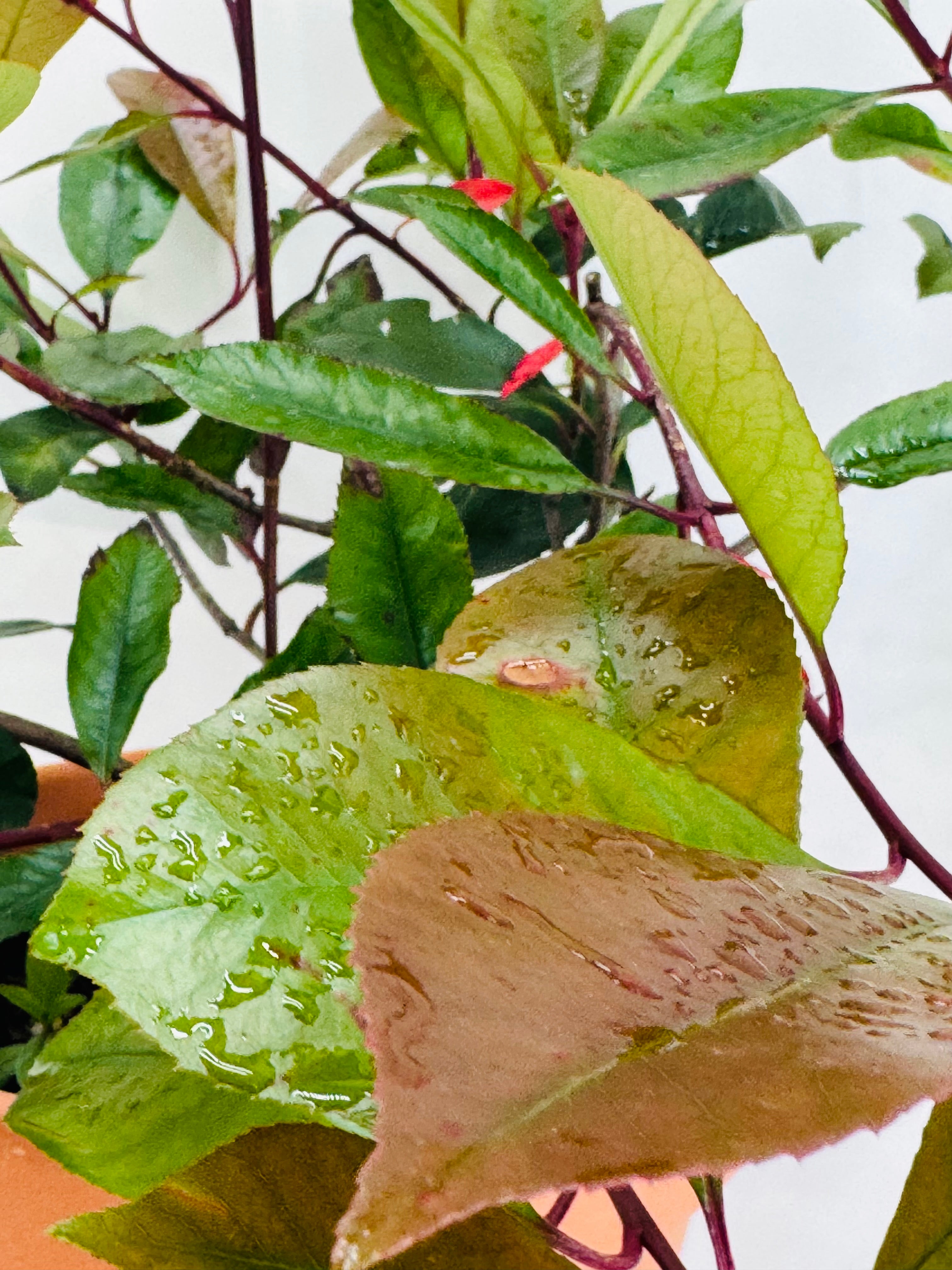 PHOTINIA RED ROBIN 2L