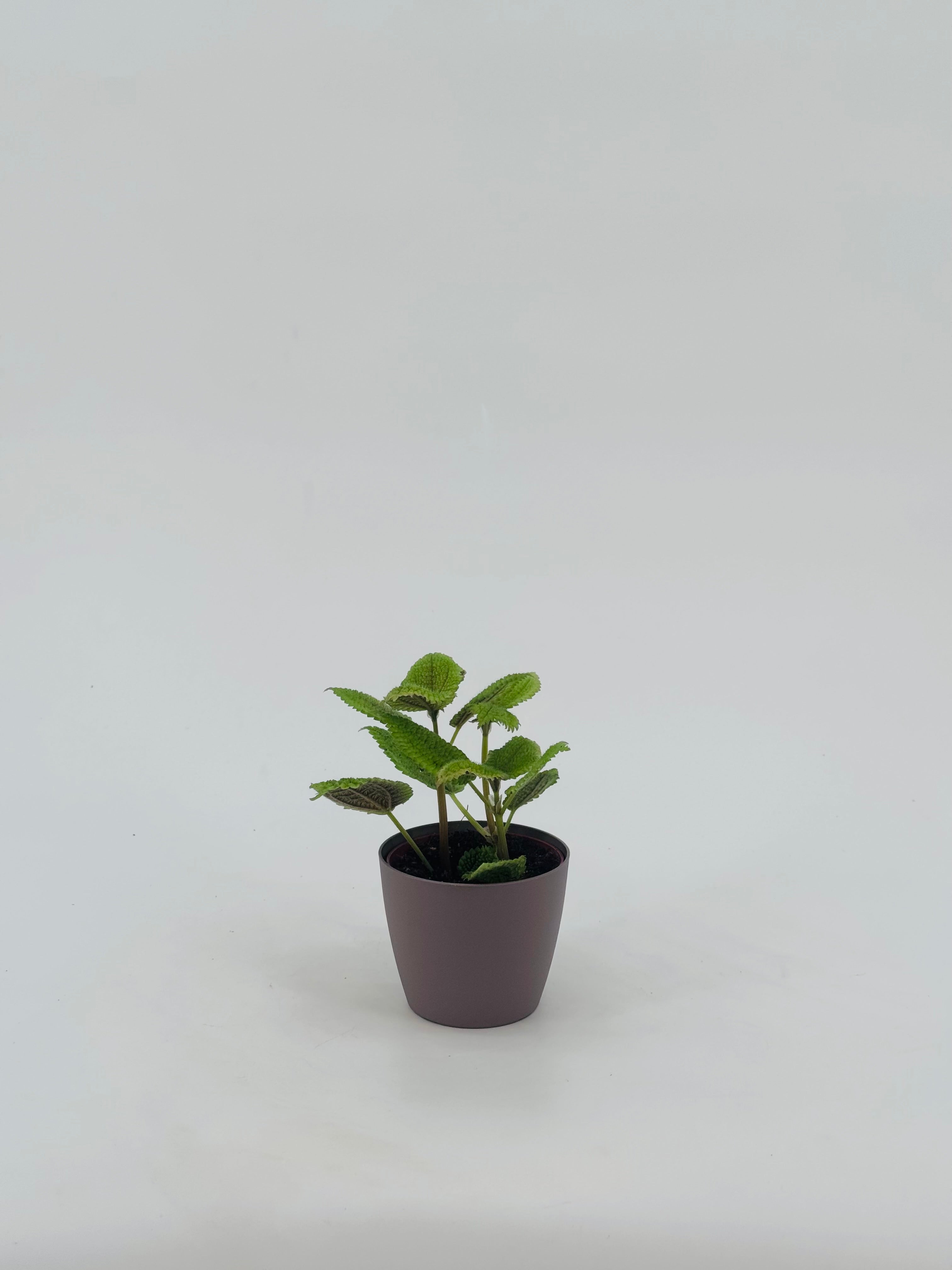 PILEA ALUMI M8.5