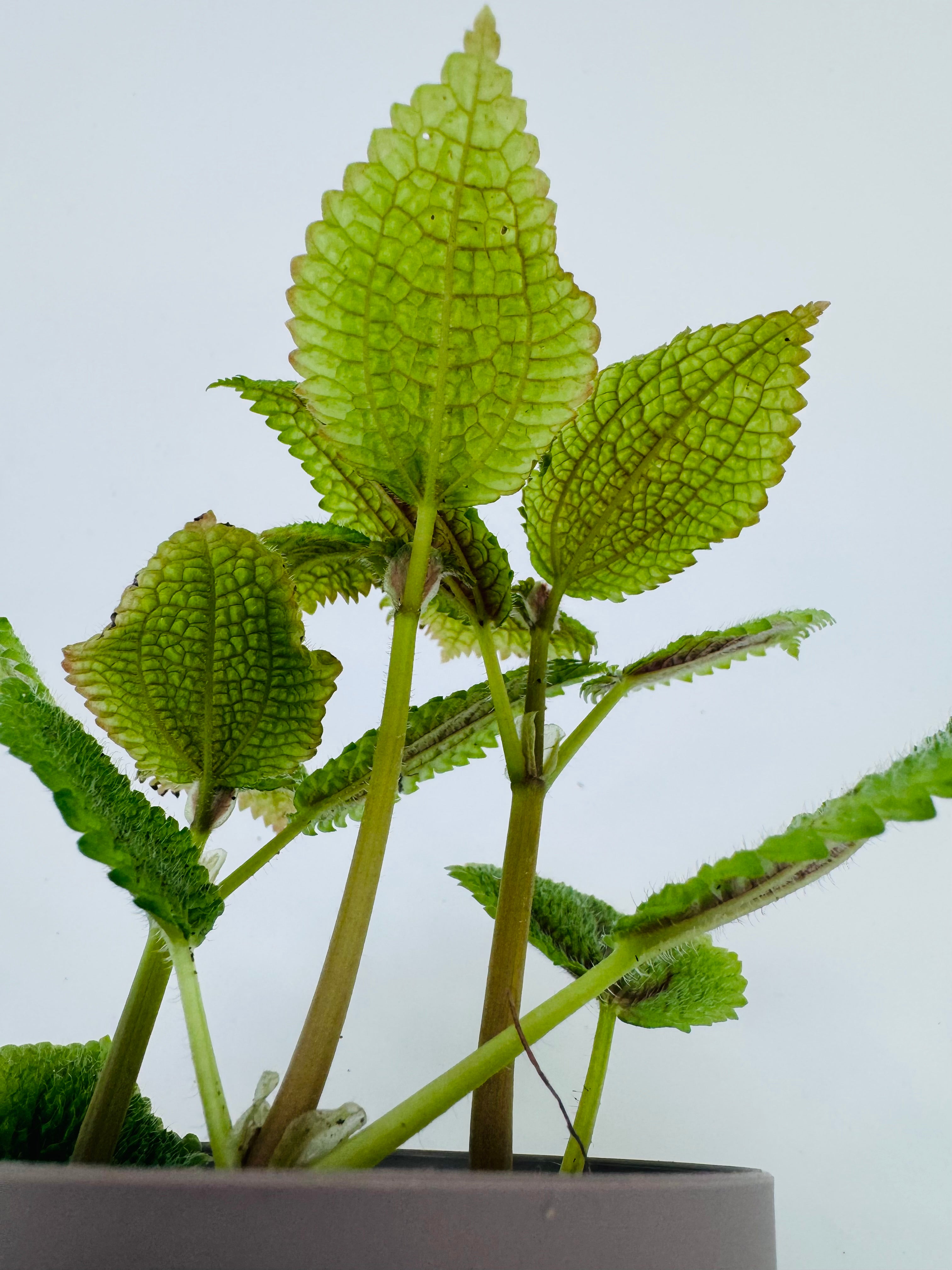 PILEA ALUMI M8.5