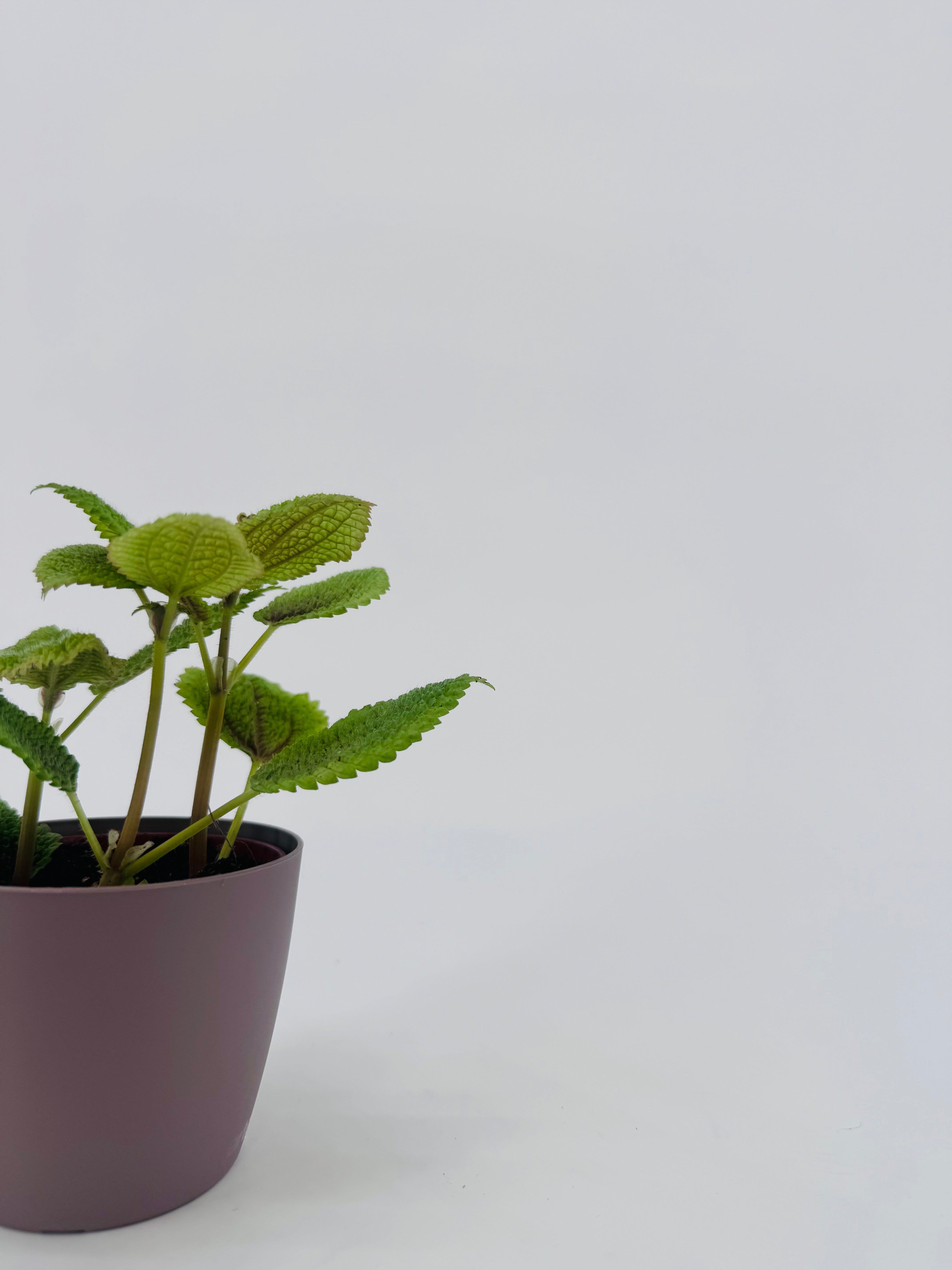 PILEA ALUMI M8.5