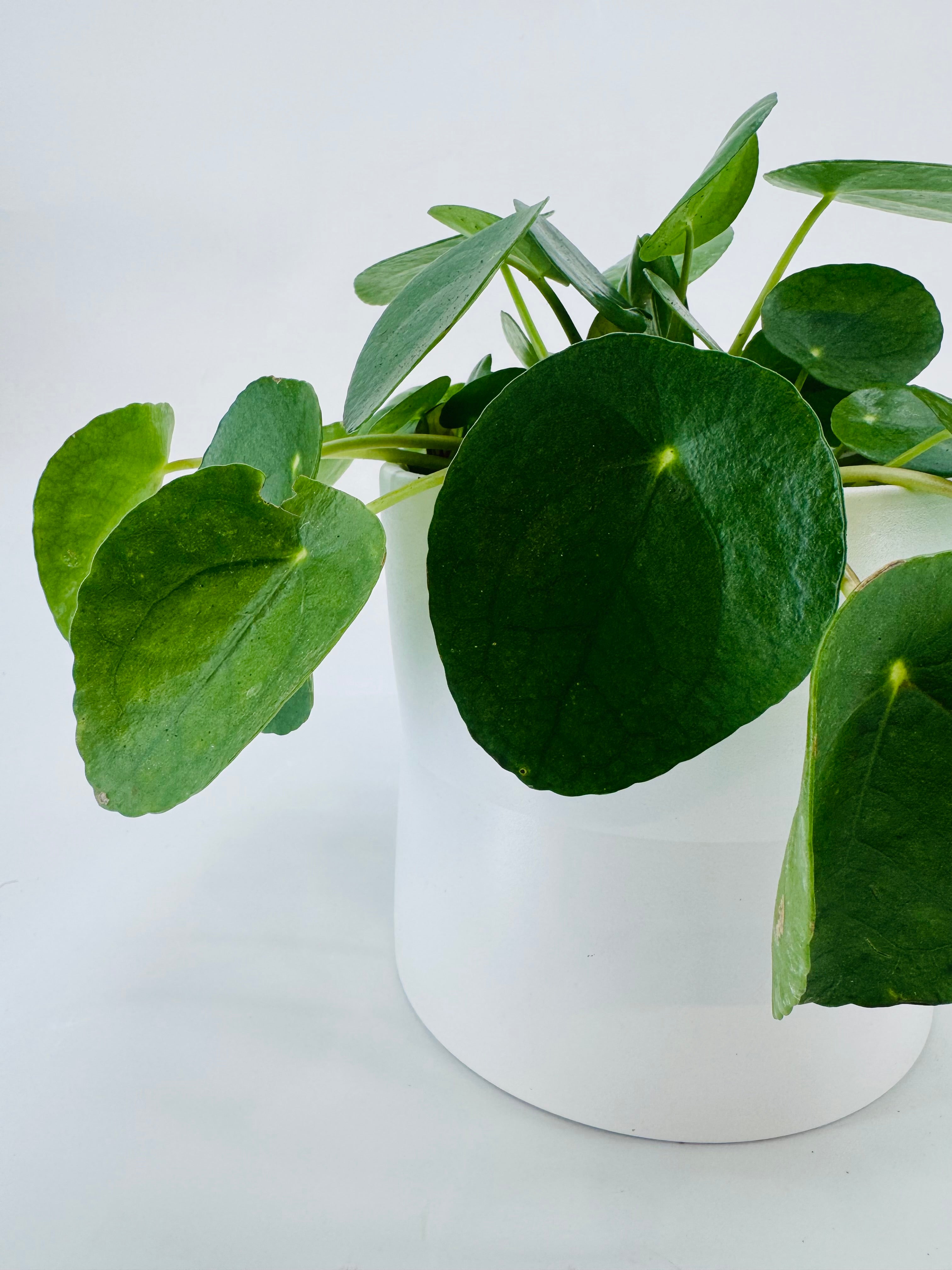 PILEA PEPEROMIOIDES M15
