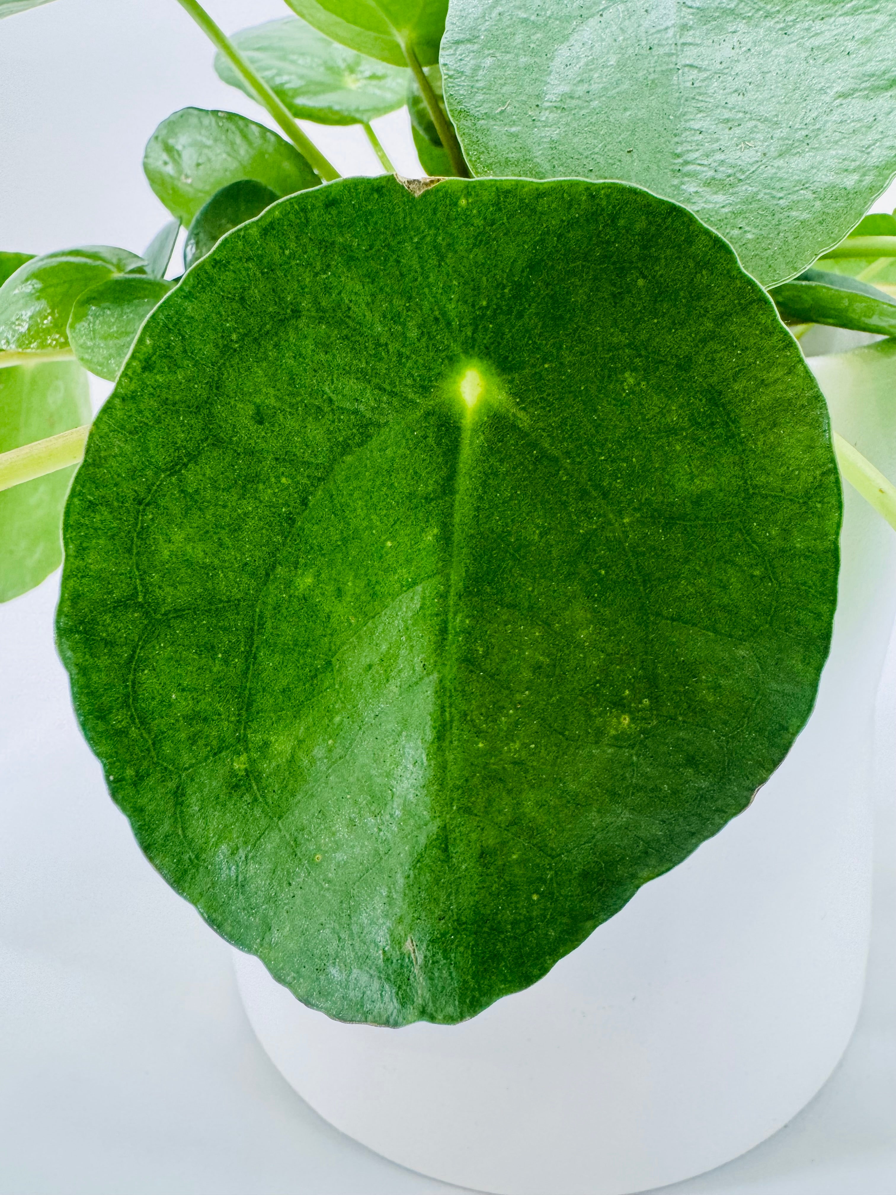 PILEA PEPEROMIOIDES M15