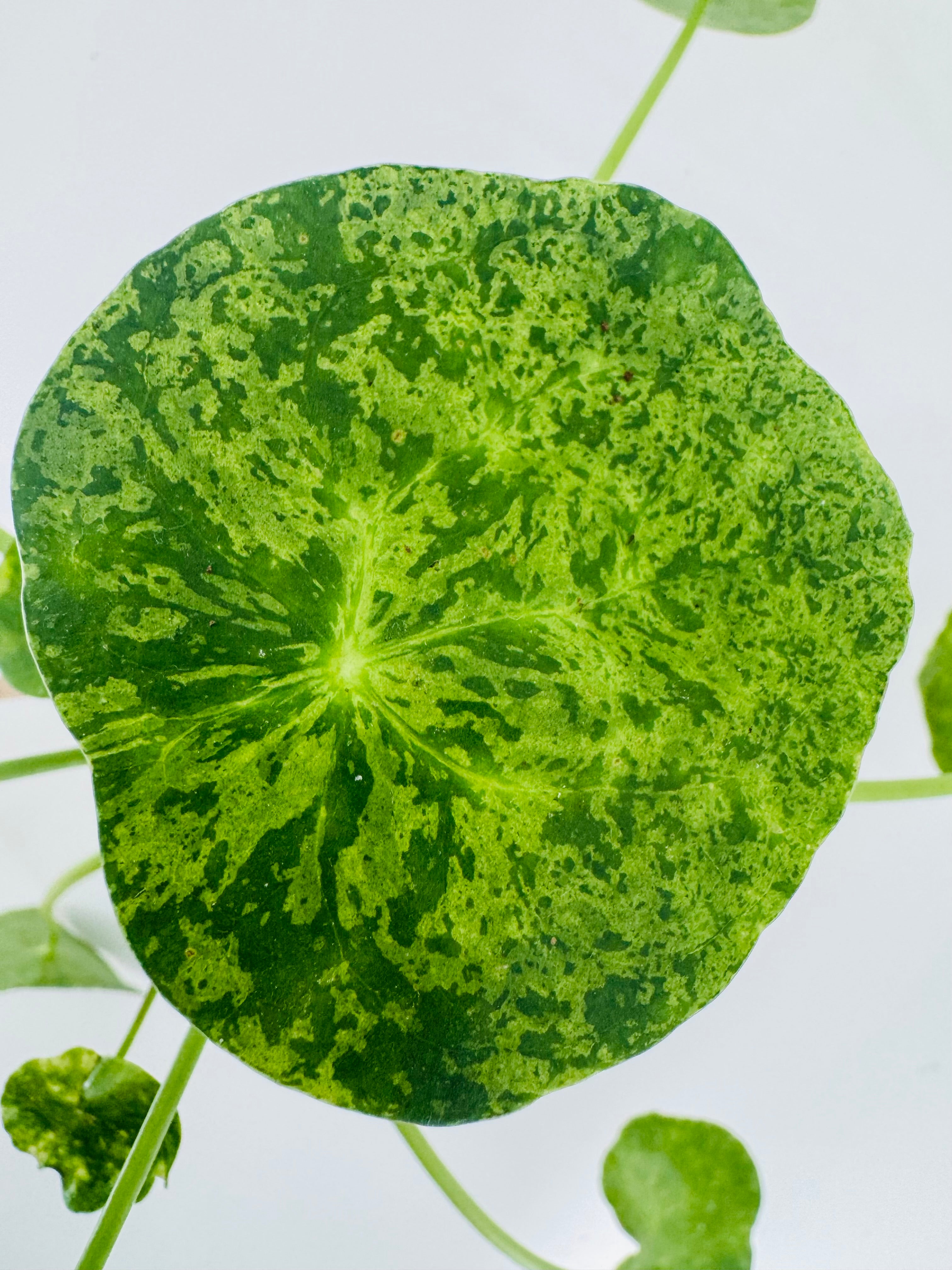 PILEA PEPEROMIOIDES MOJITO M13