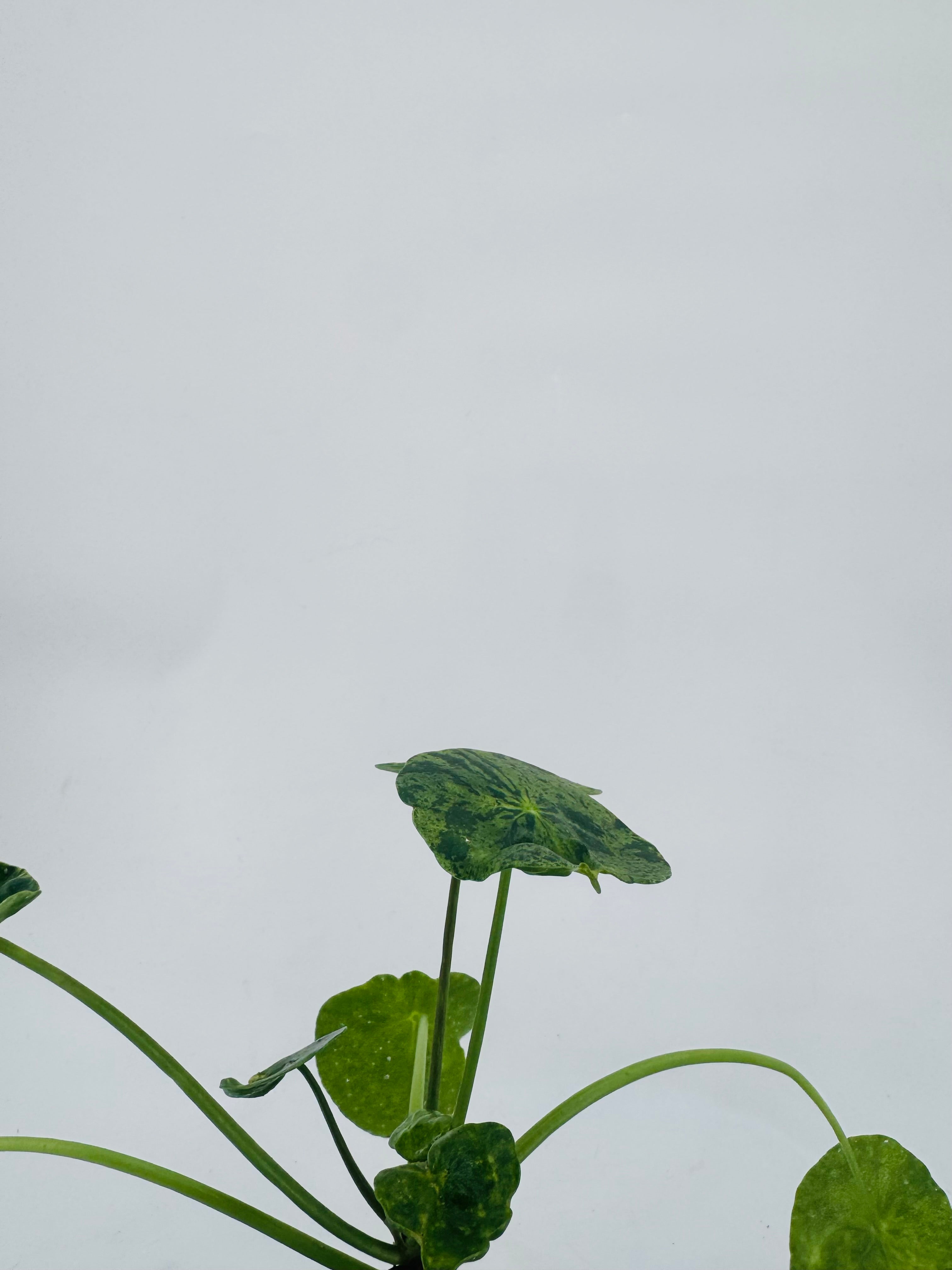PILEA PEPEROMIOIDES MOJITO M13