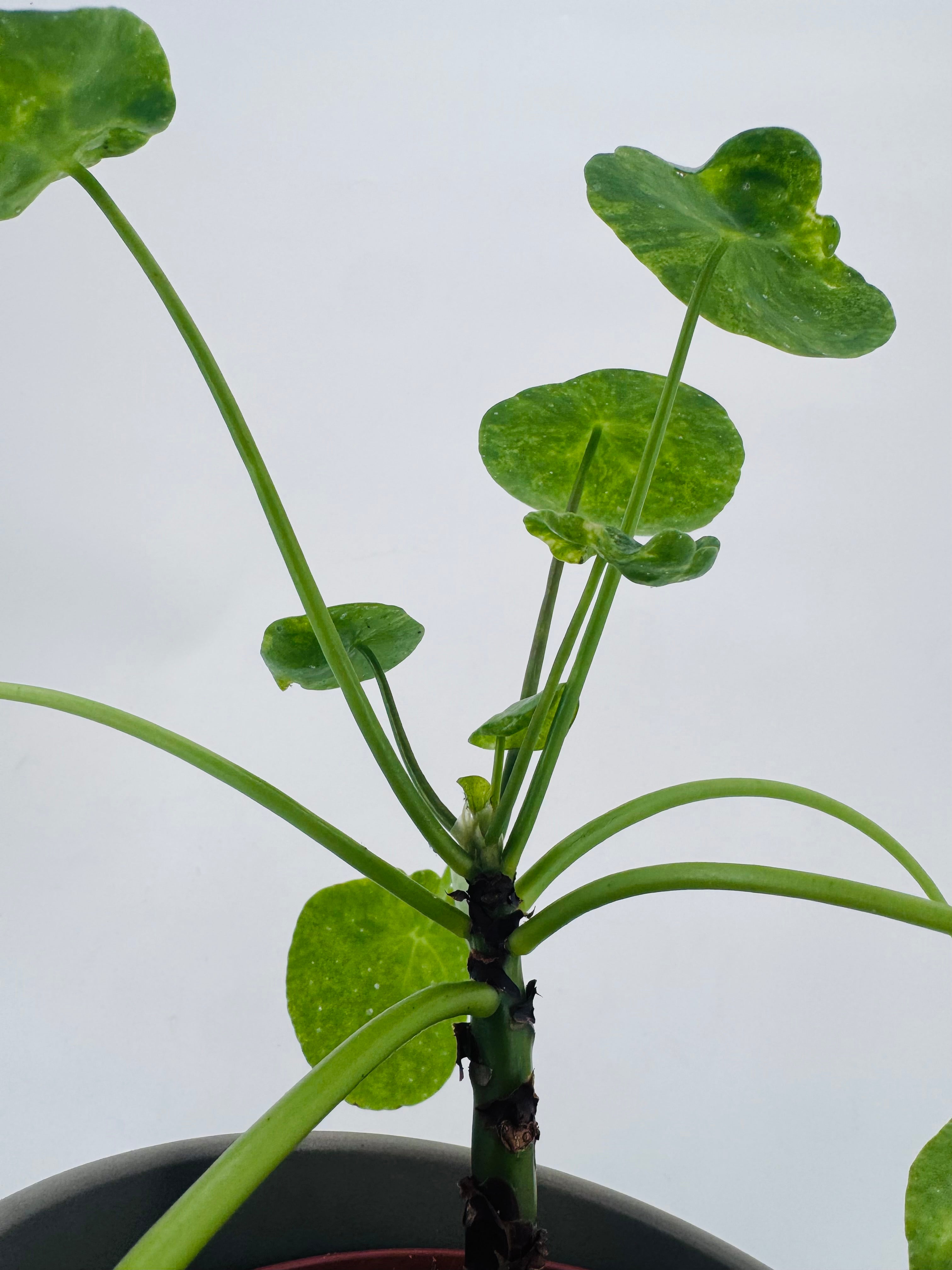 PILEA PEPEROMIOIDES MOJITO M13