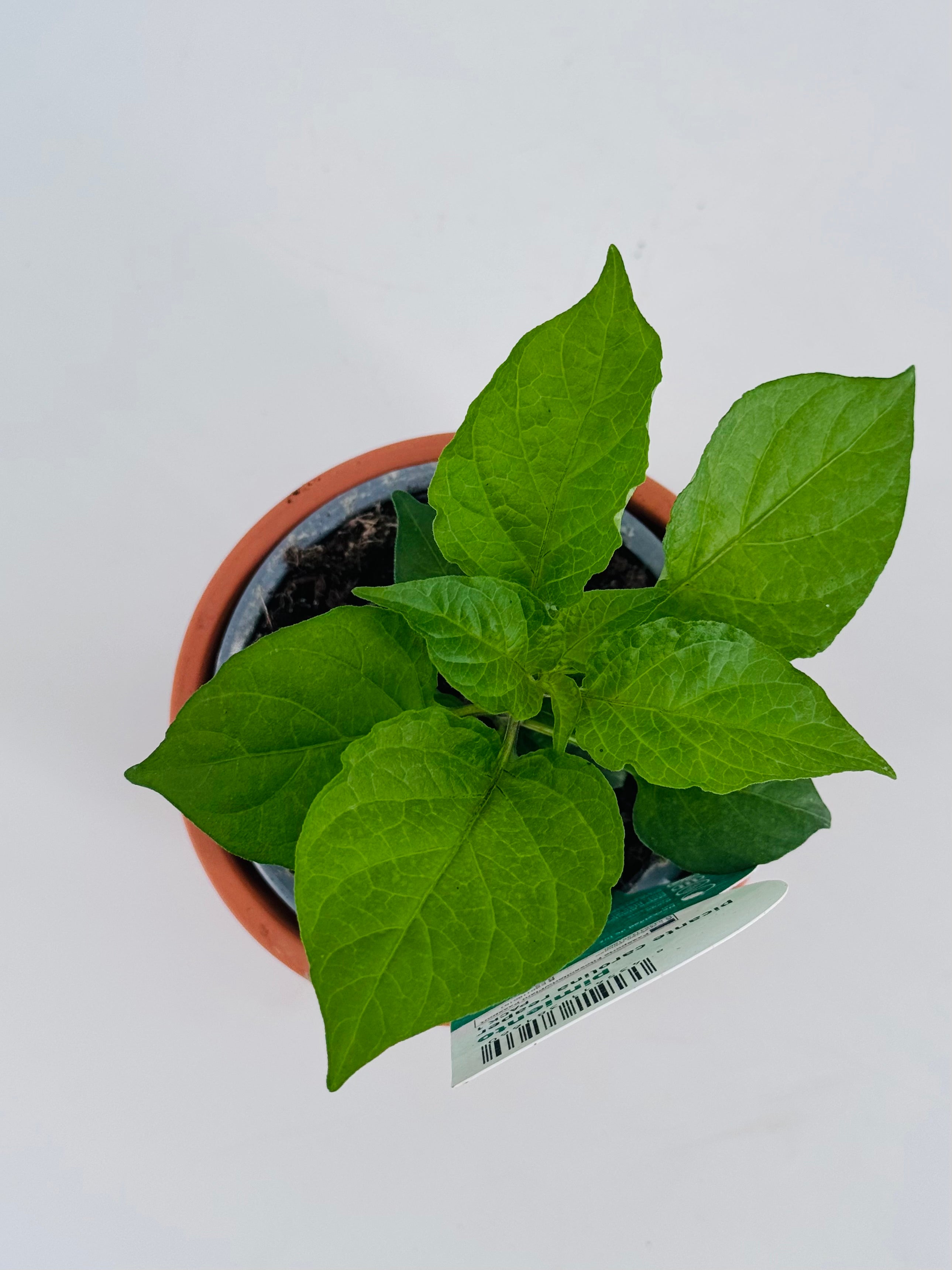 PIMIENTO PICANTE CAROLINA REA