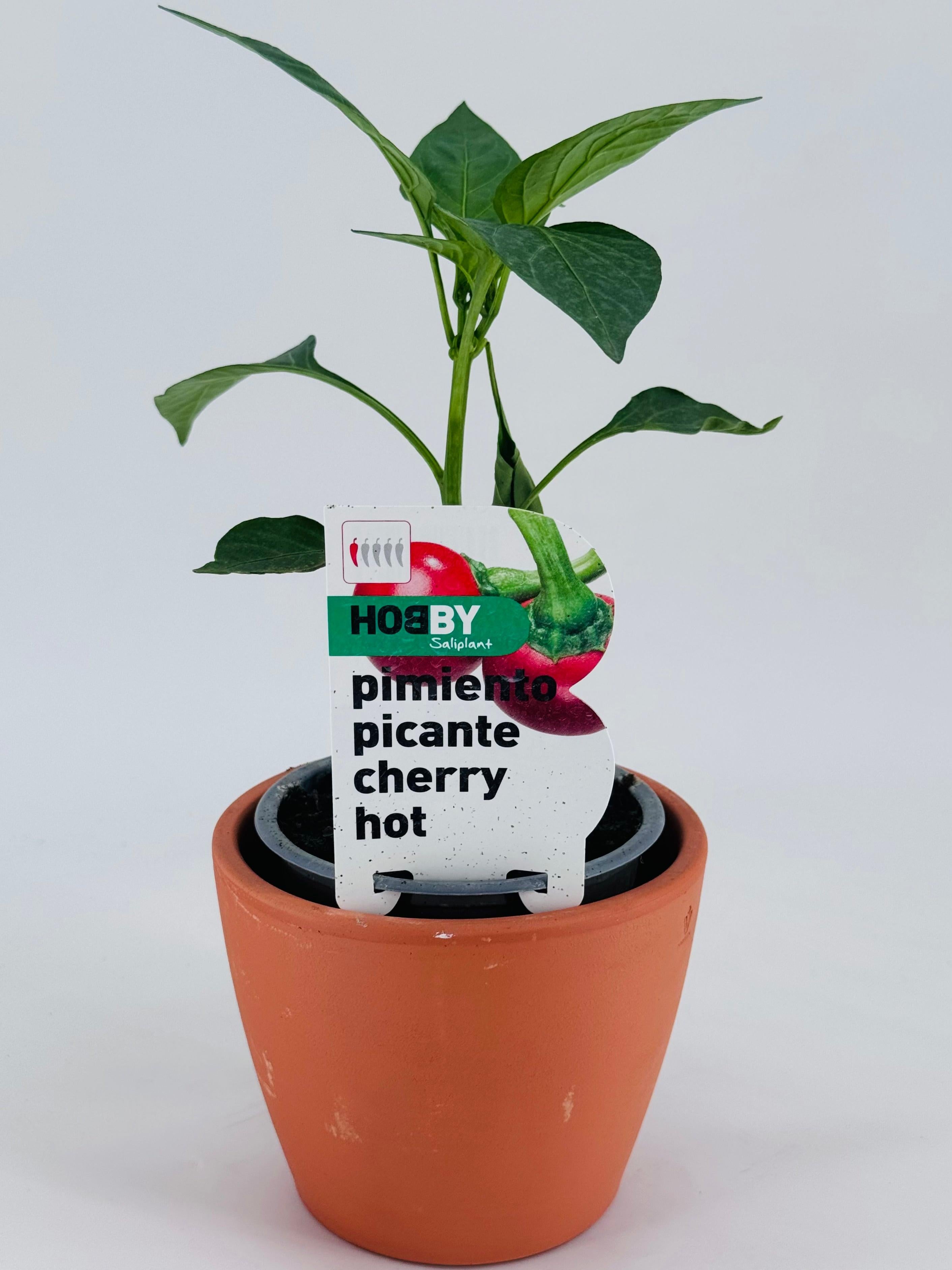 PIMIENTO PICANTE CHERRY HOT PACK 1
