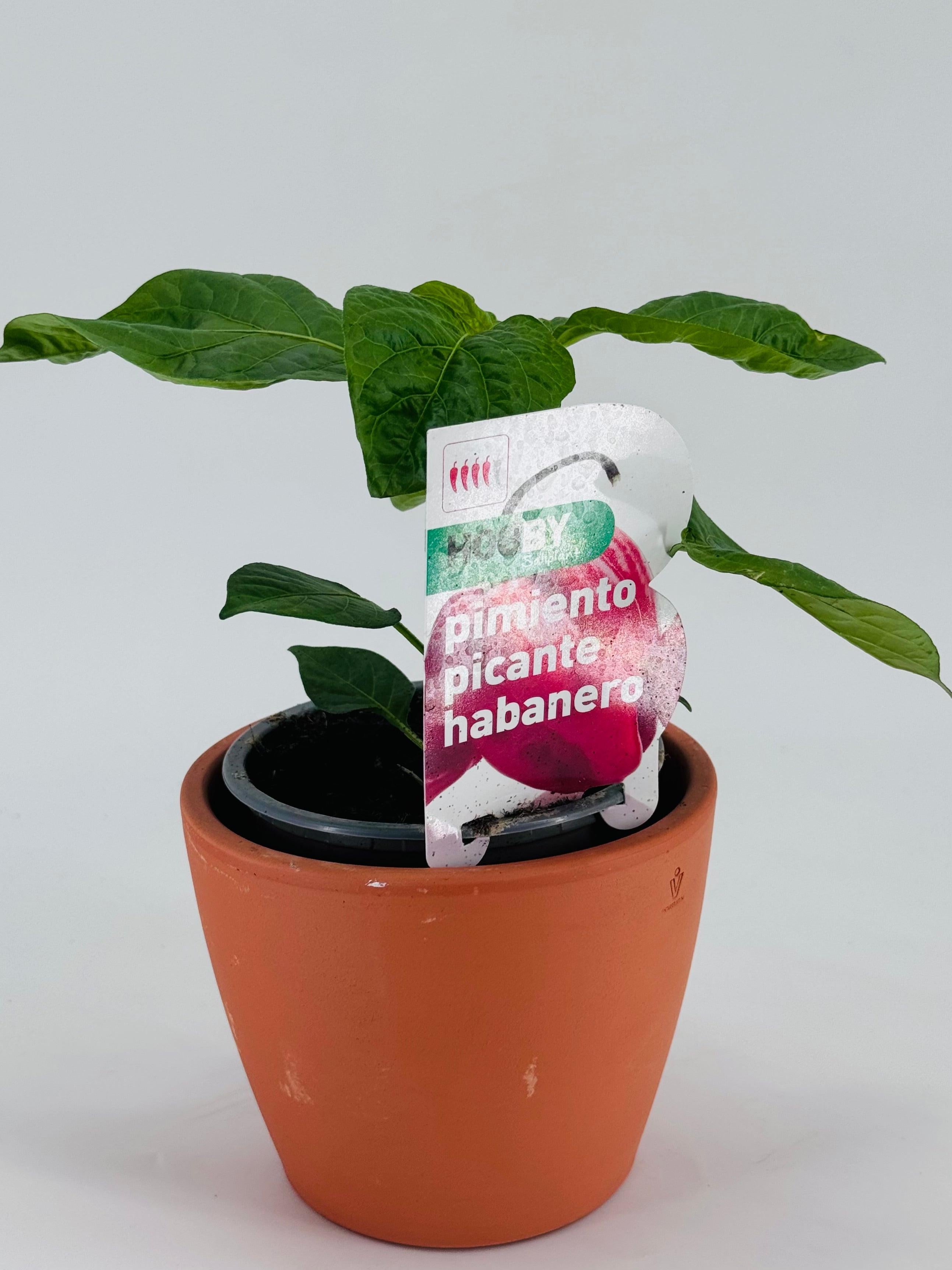 Planta joven de pimiento picante habanero en maceta de terracota con etiqueta de producto.