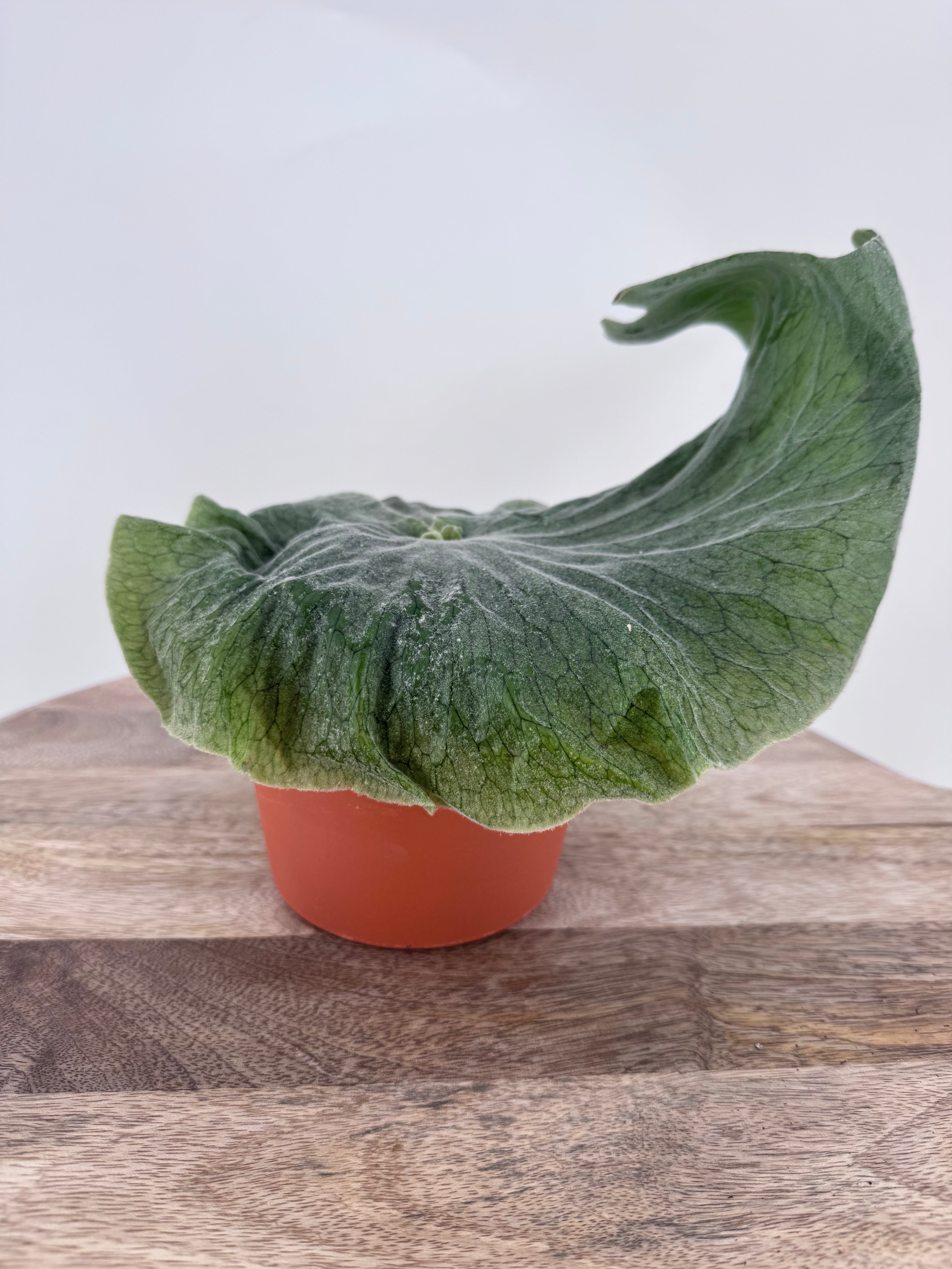PLATYCERIUM SUPERBUM M12