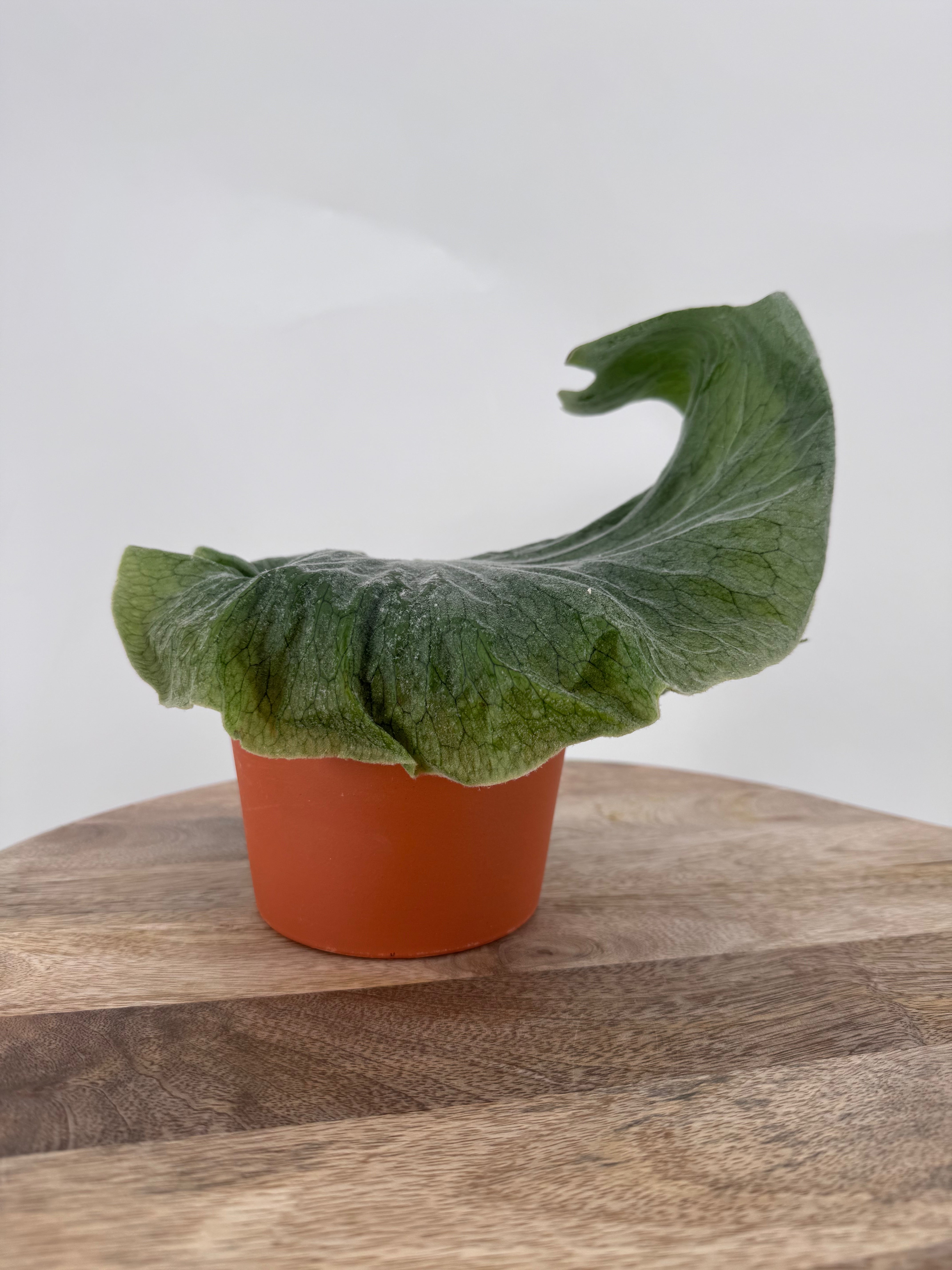 PLATYCERIUM SUPERBUM M12