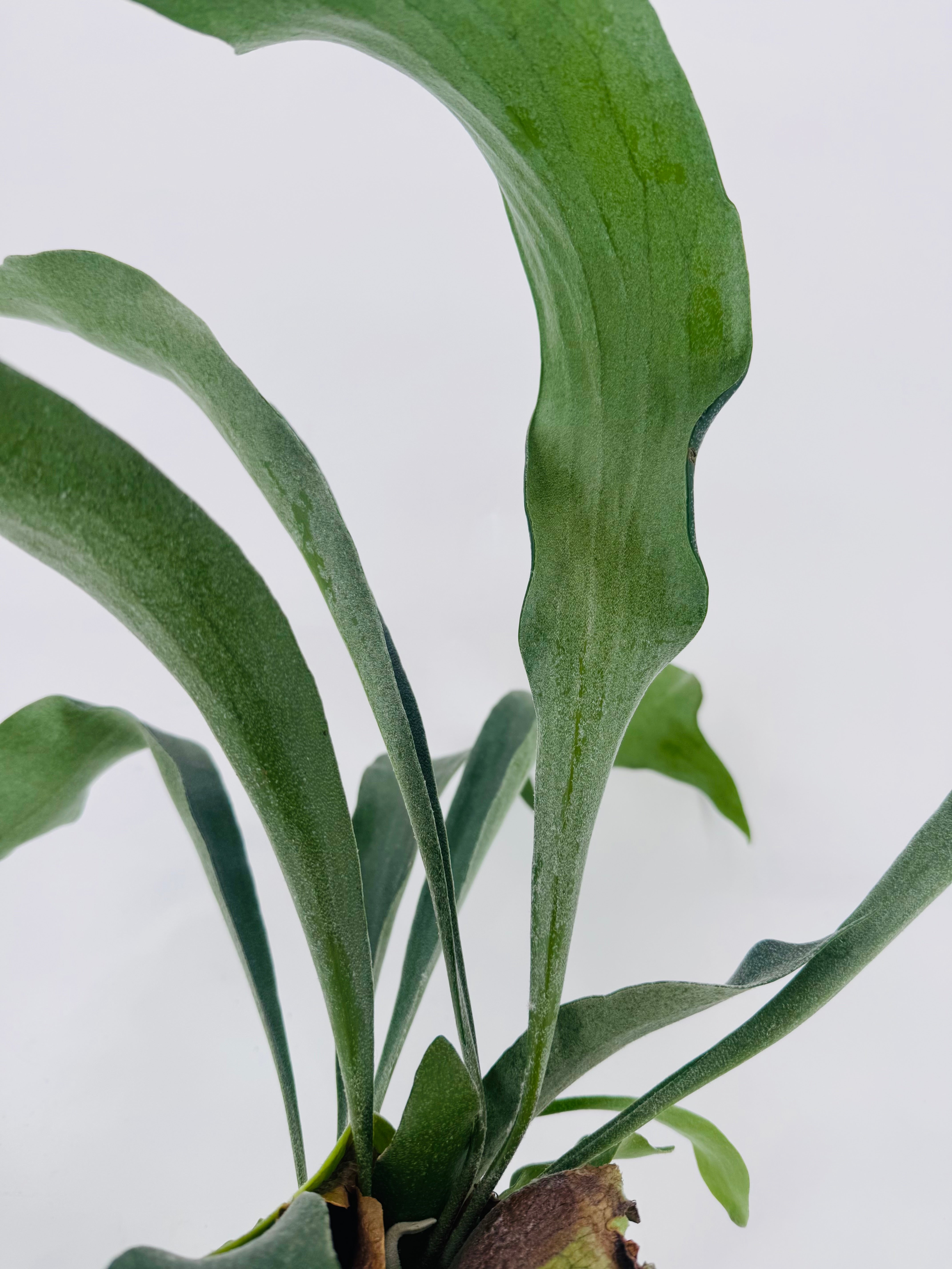 PLATYCERIUM BIFURCATUM M12