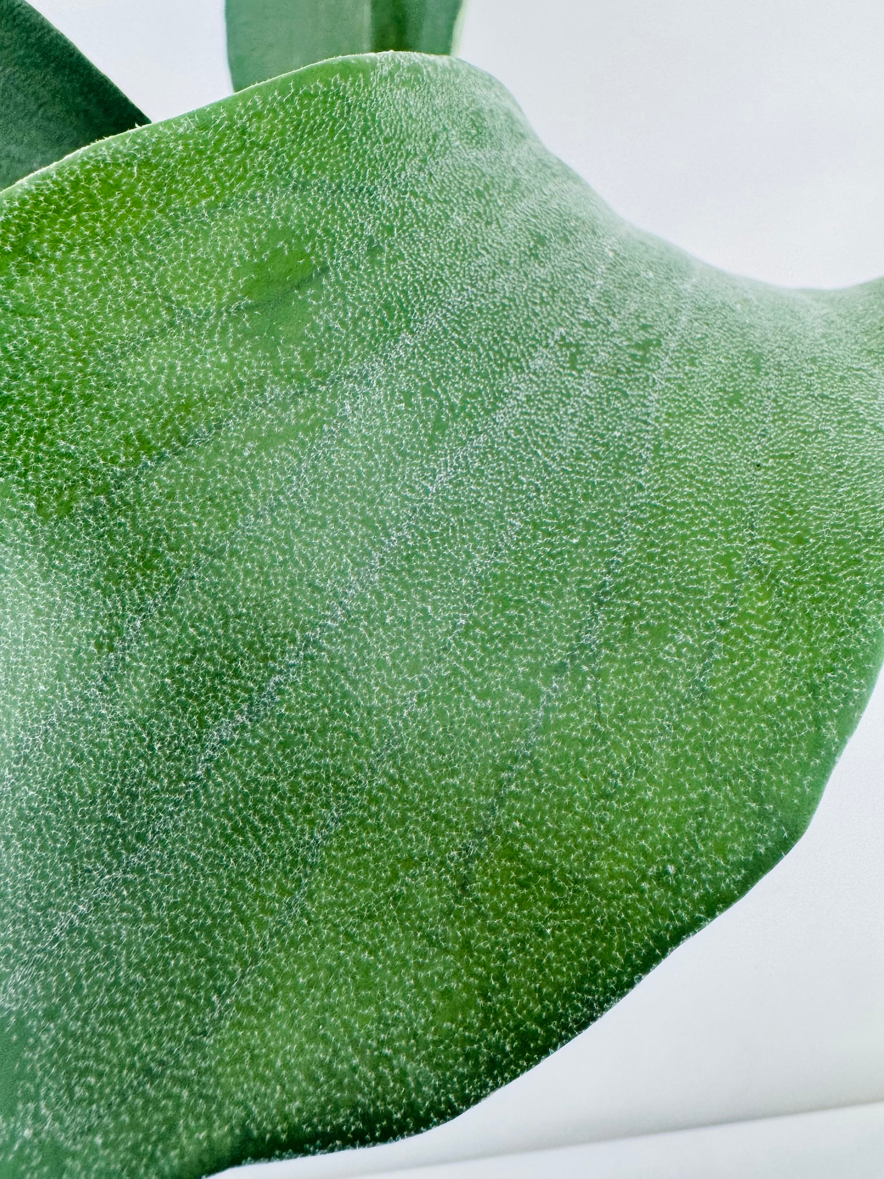PLATYCERIUM BIFURCATUM M12
