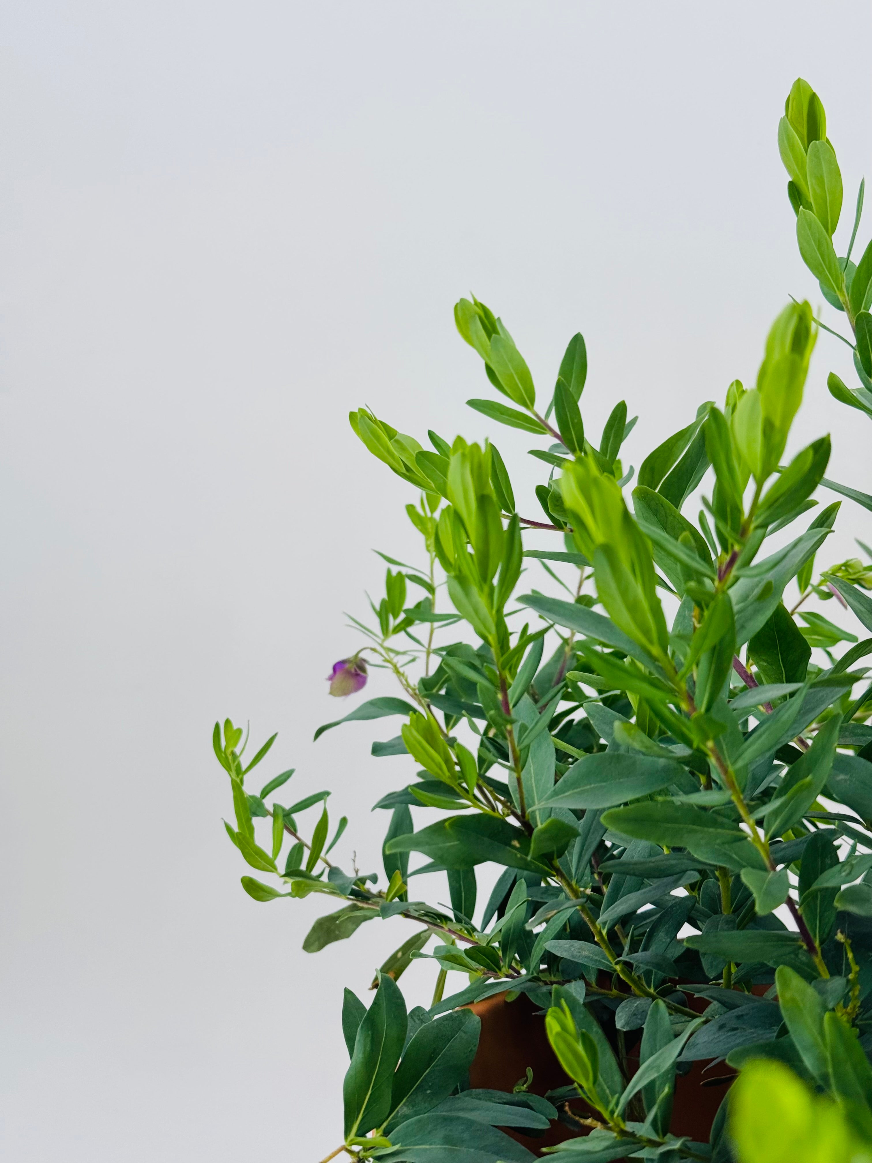 POLYGALA MYRTIFOLIA 5L