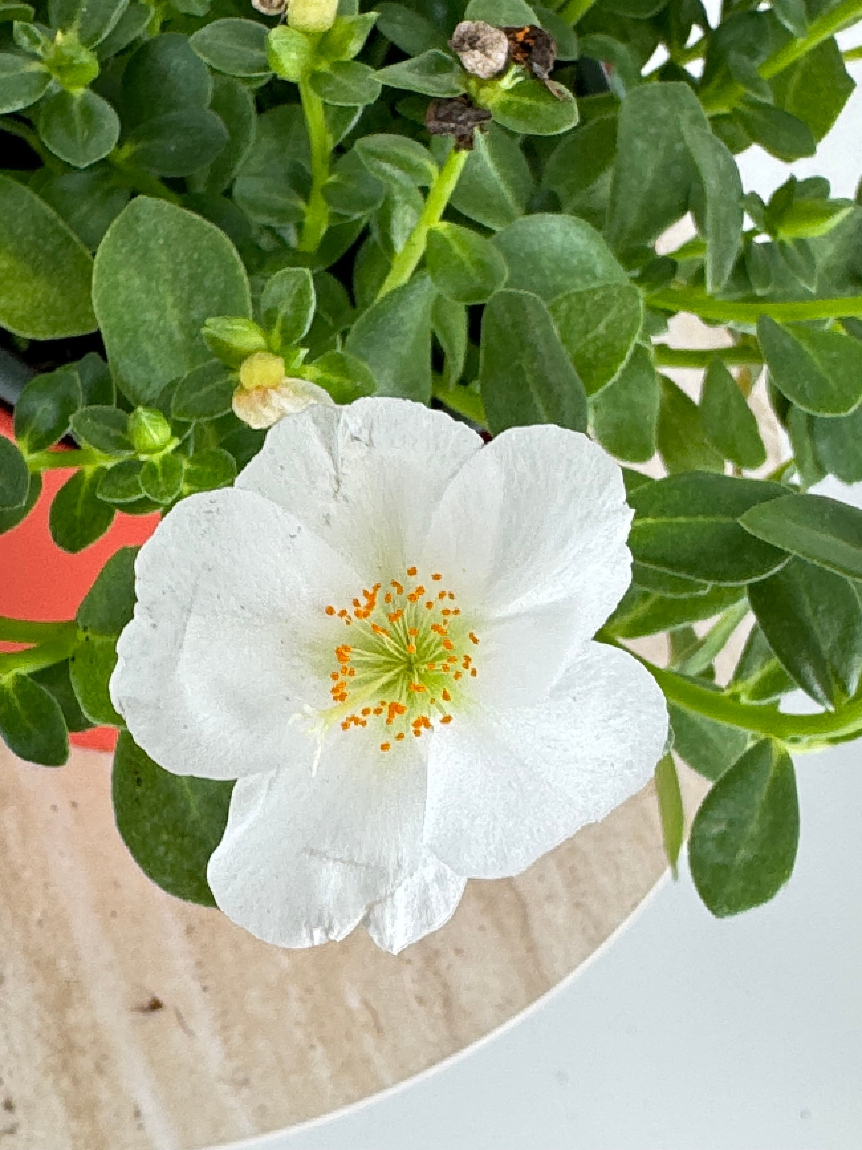 PORTULACA GRANDIFLORA M13