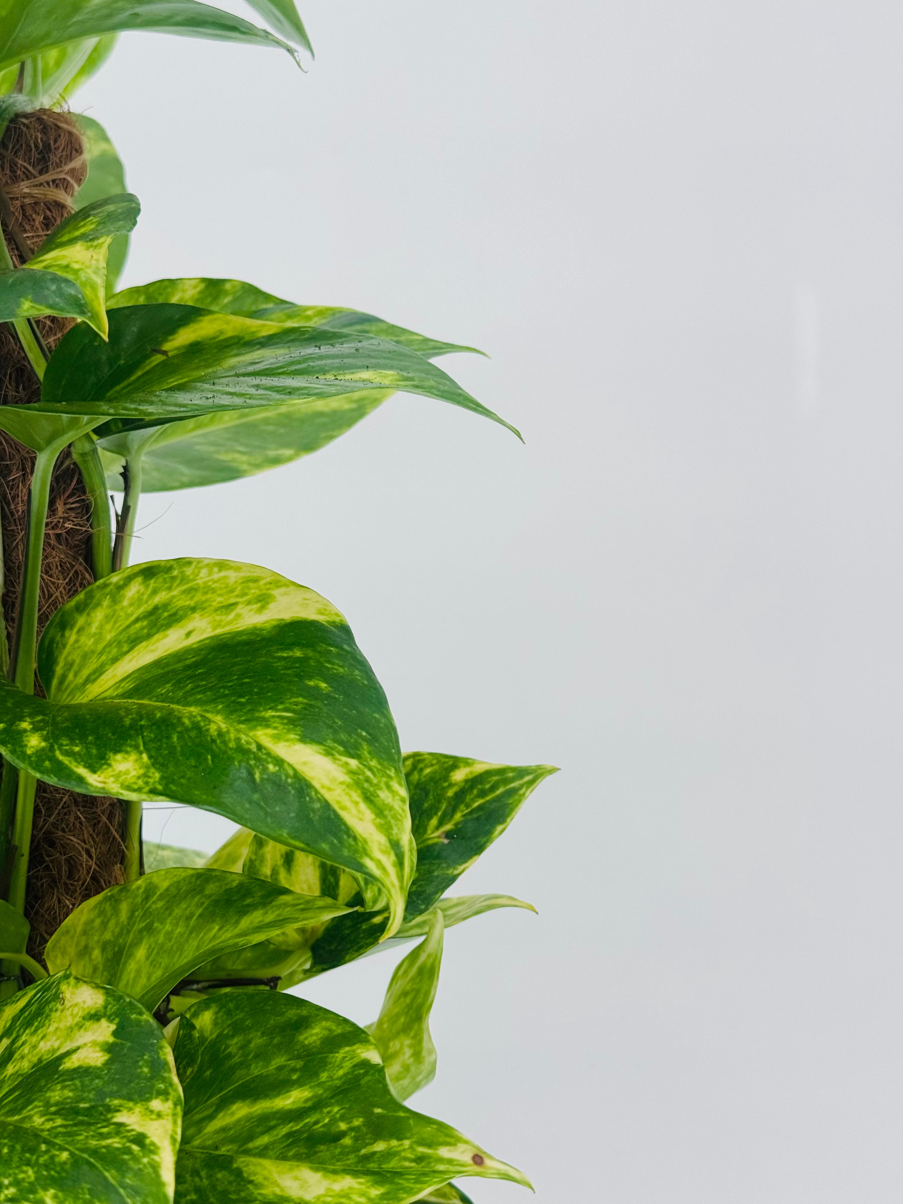 POTHOS TUTOR C17 0.80M