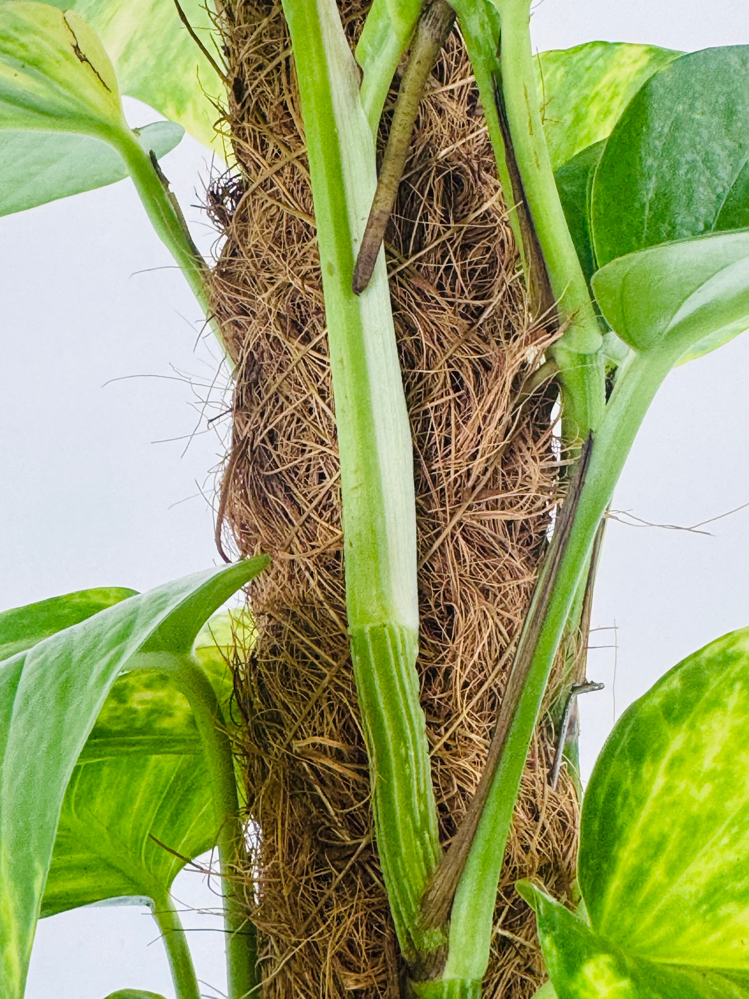 POTHOS TUTOR C17 0.80M