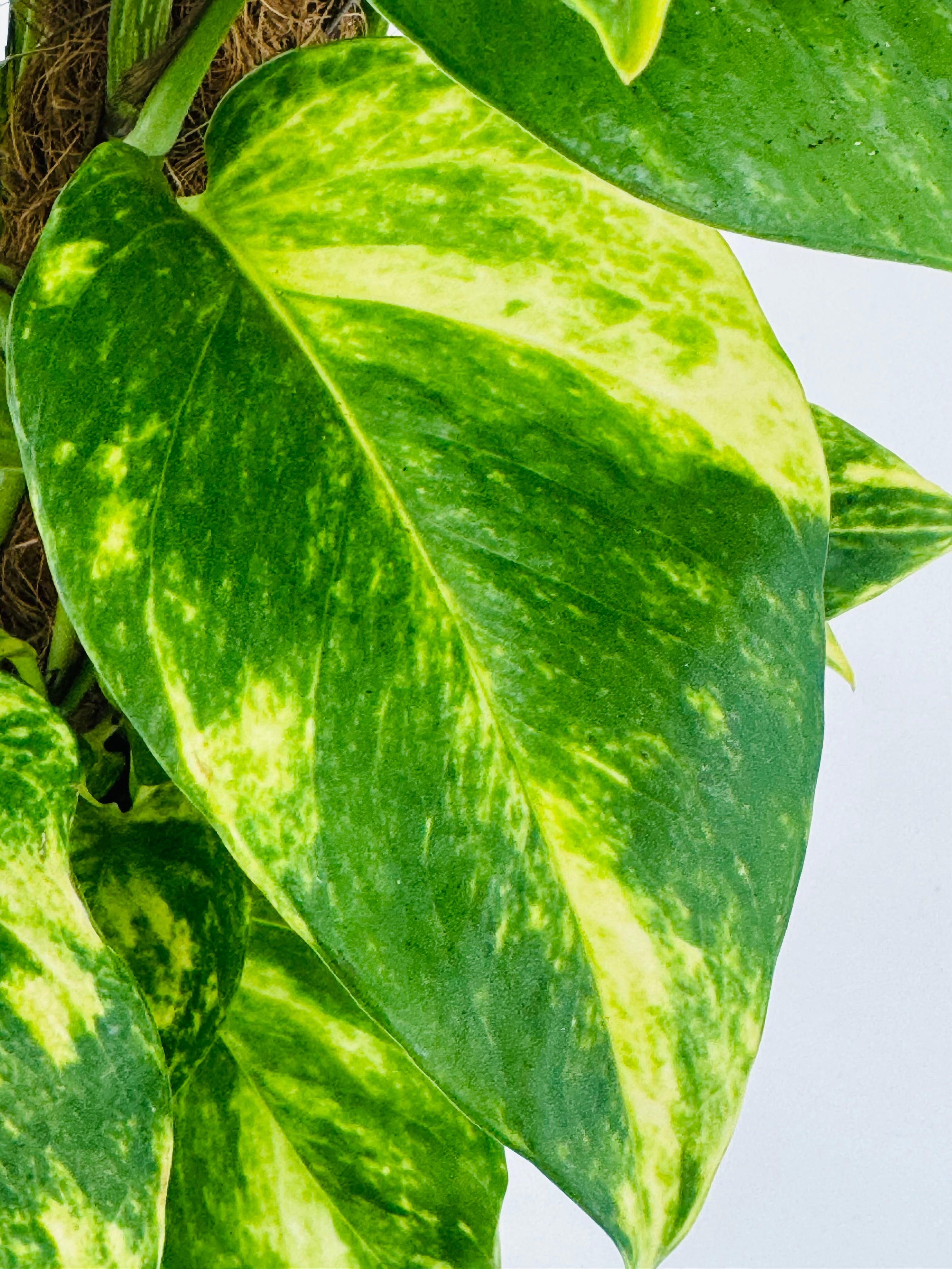 POTHOS TUTOR C17 0.80M