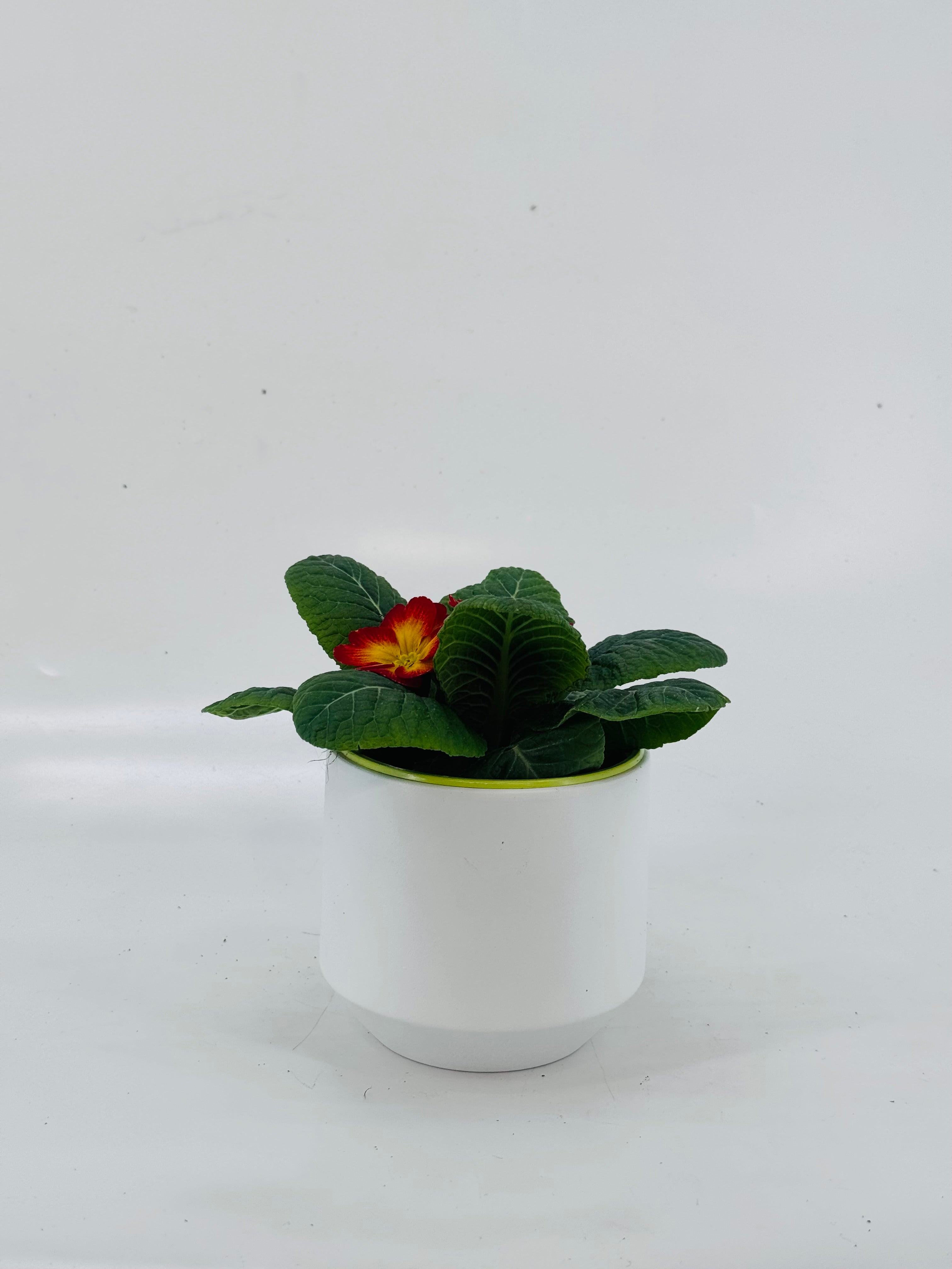 PRIMULA ACAULIS MIX M10