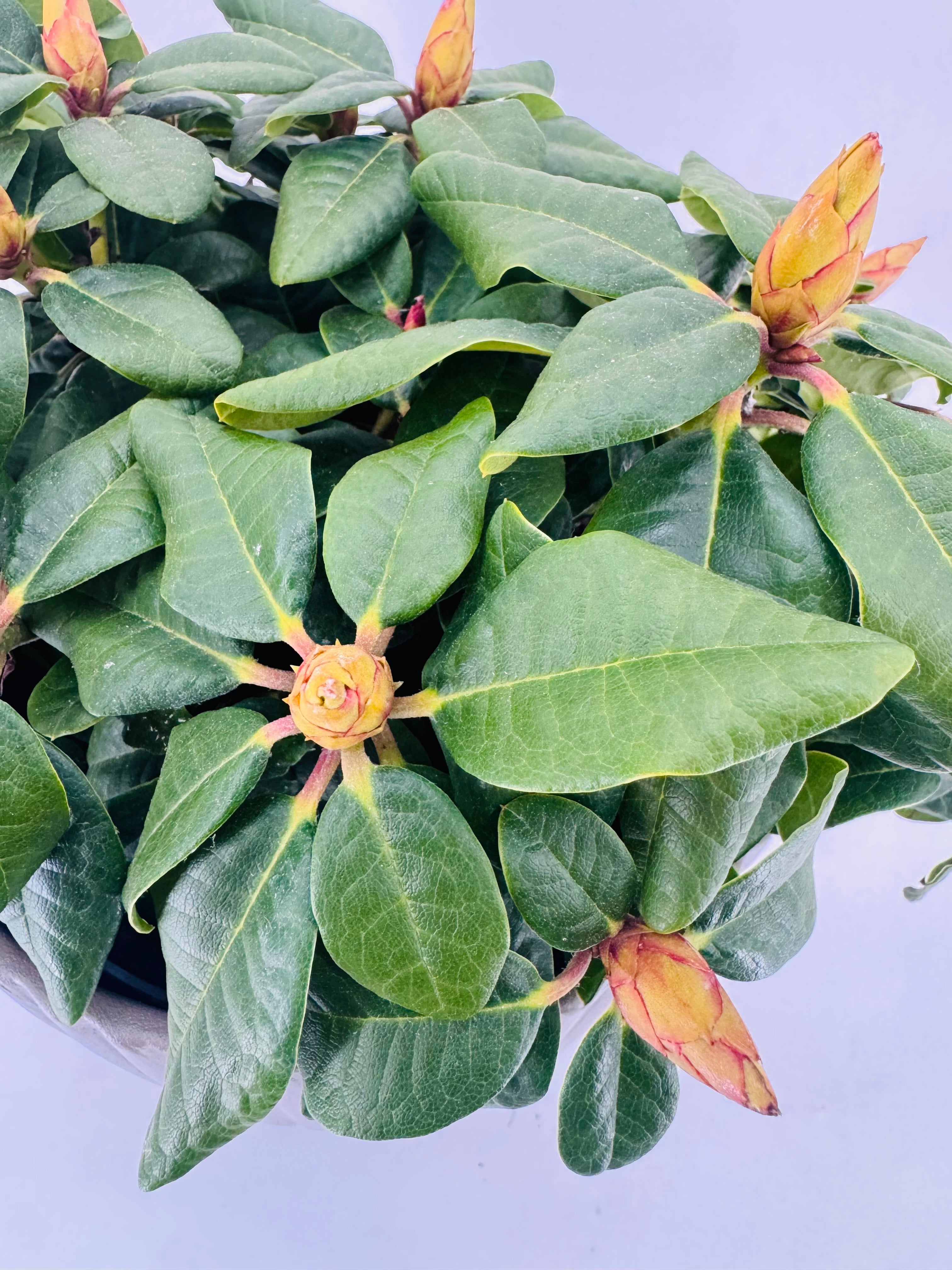 PYRACANTHA ORANGE RHODODENDRON MEZCLA M21