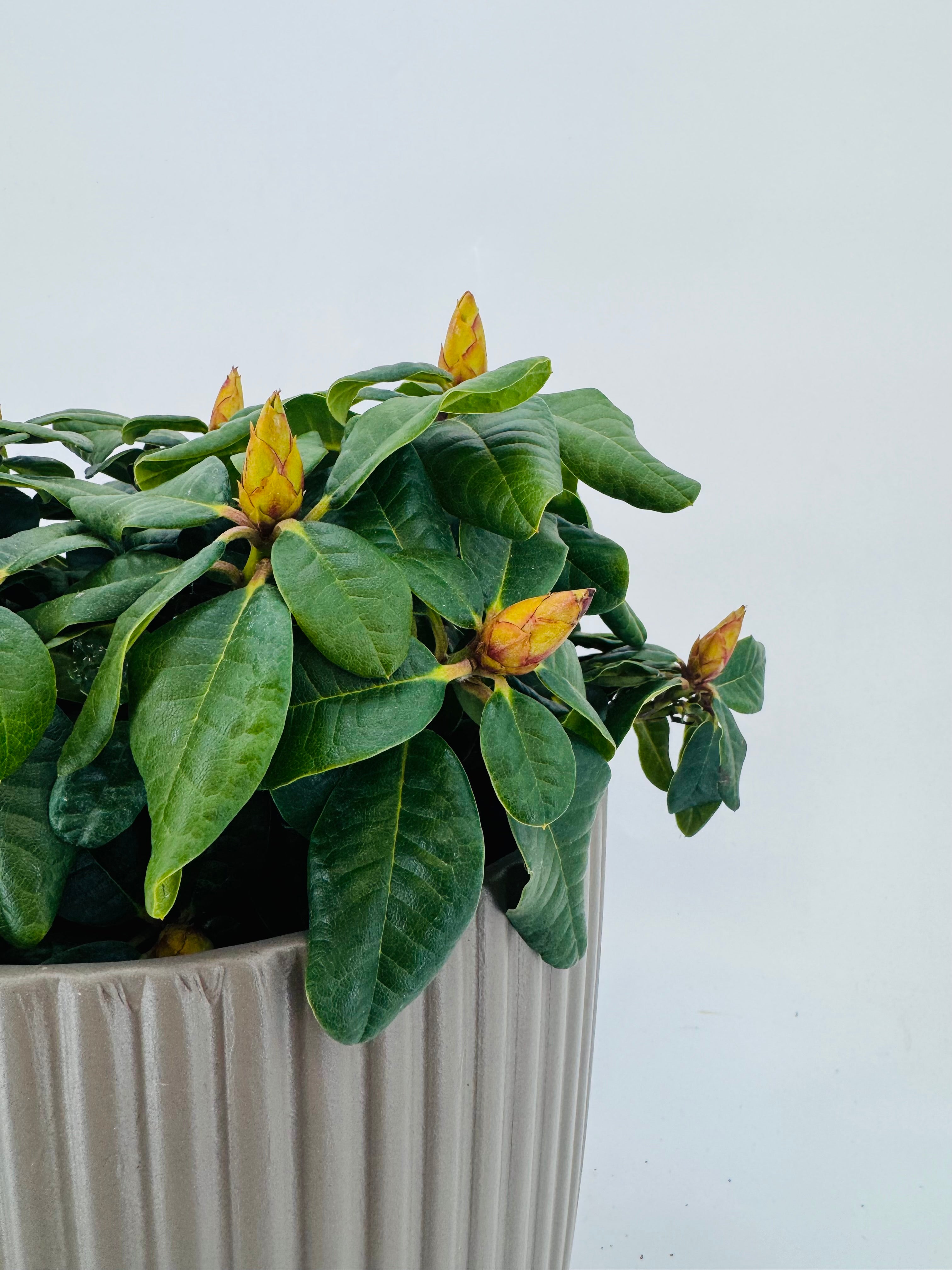 PYRACANTHA ORANGE RHODODENDRON MEZCLA M21