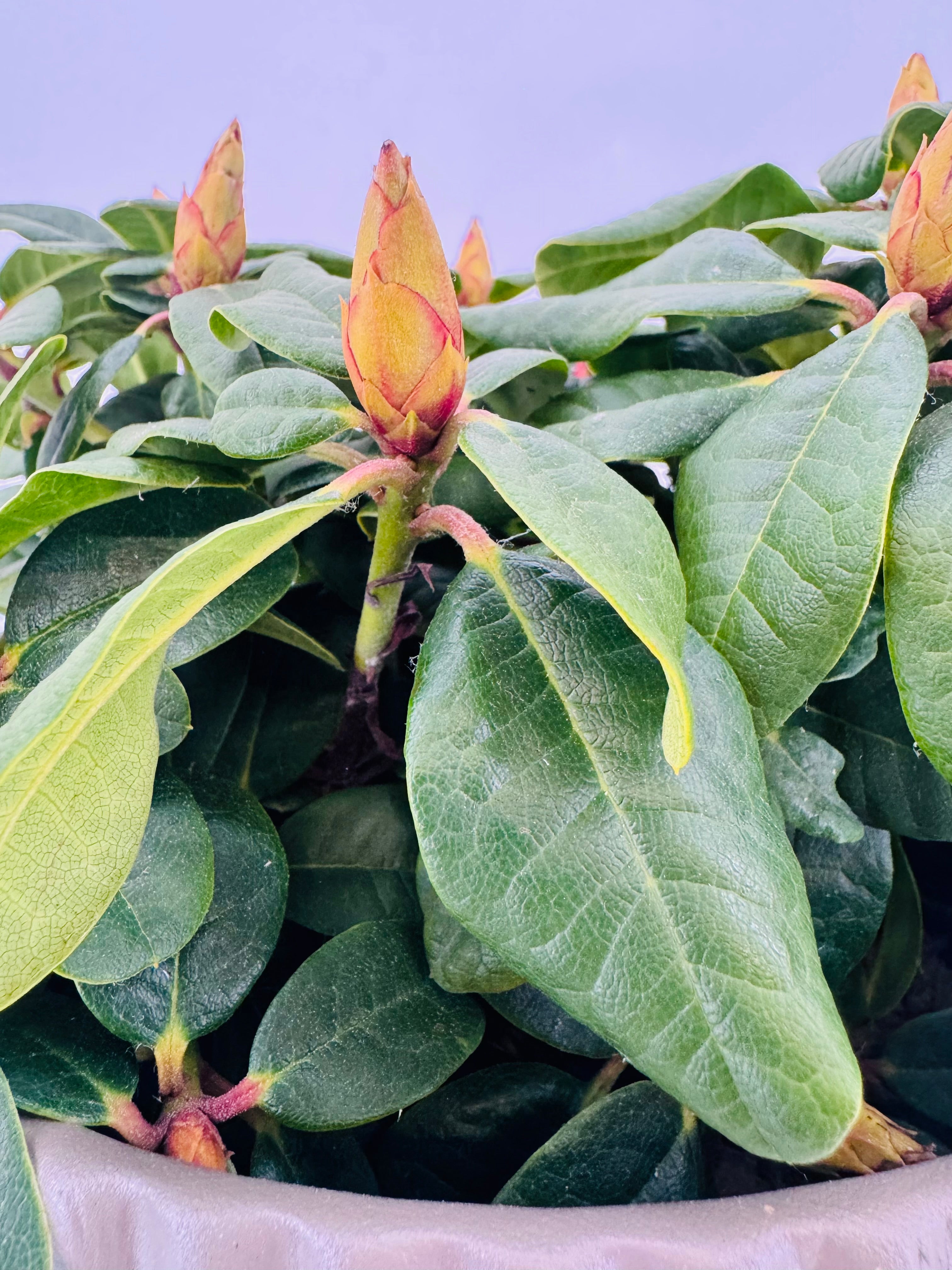 PYRACANTHA ORANGE RHODODENDRON MEZCLA M21