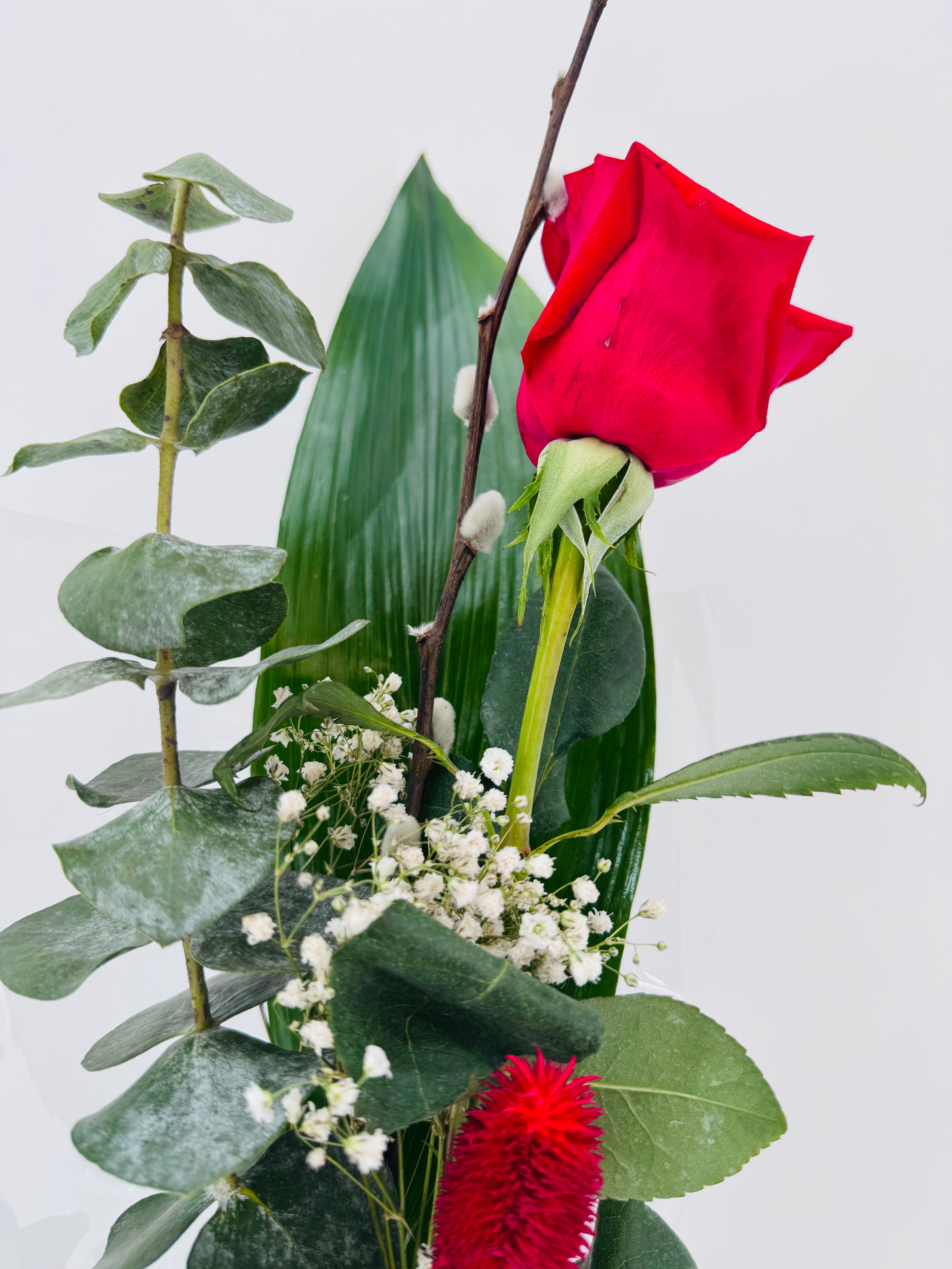 ROSA FRESCA PREPARADA