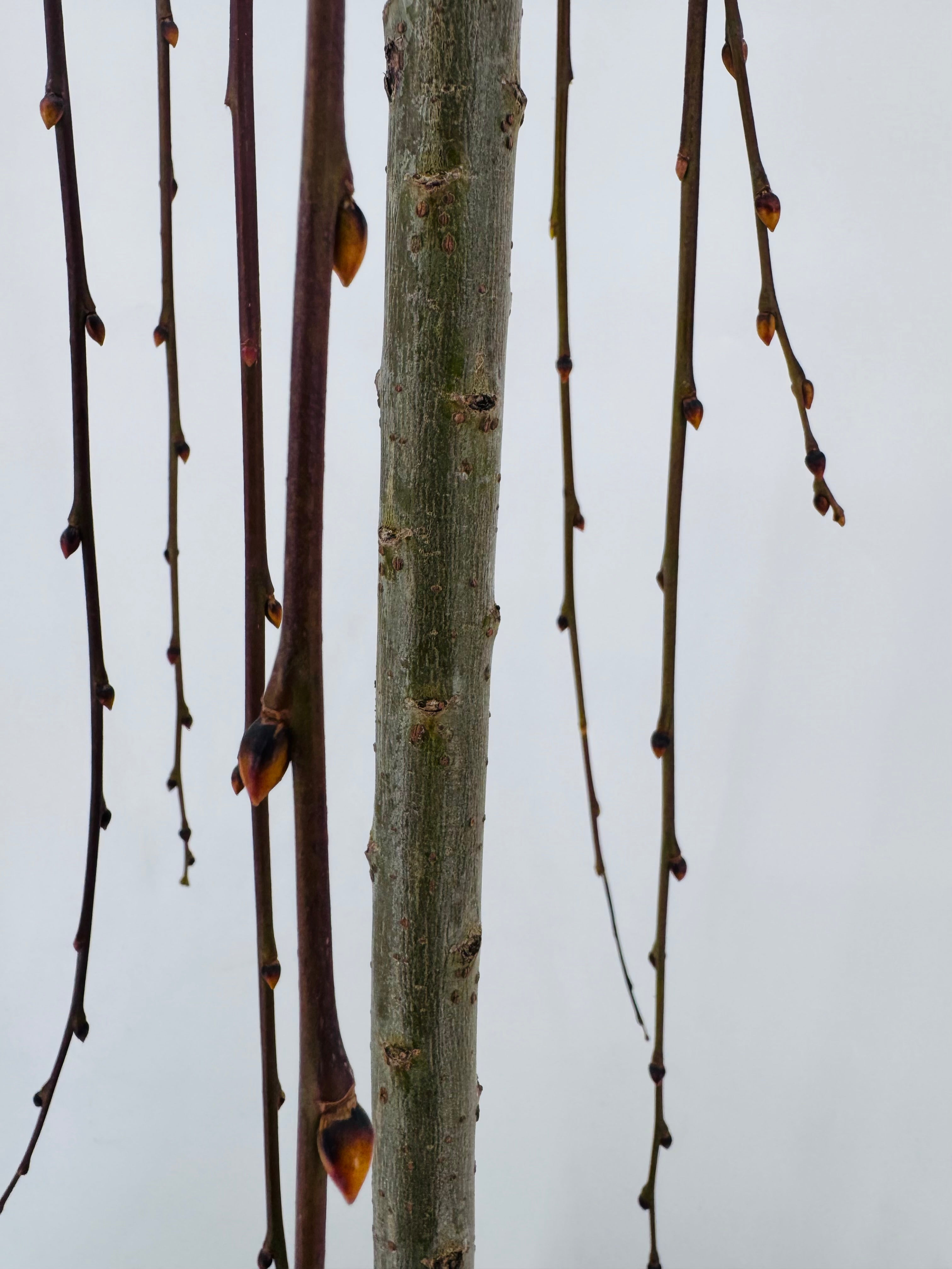 SALIX CAPREA C25/10L