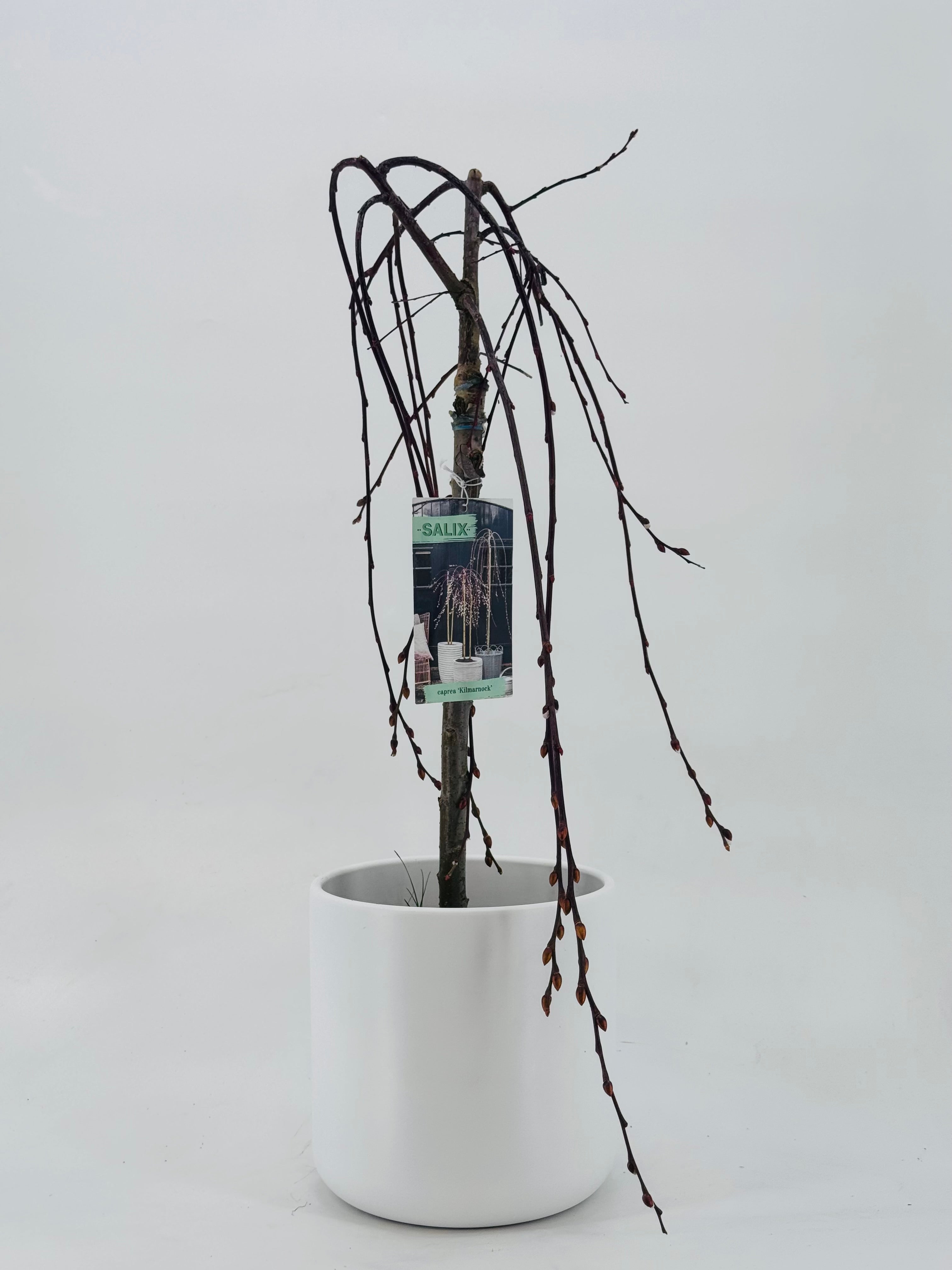 SALIX CAPREA M17
