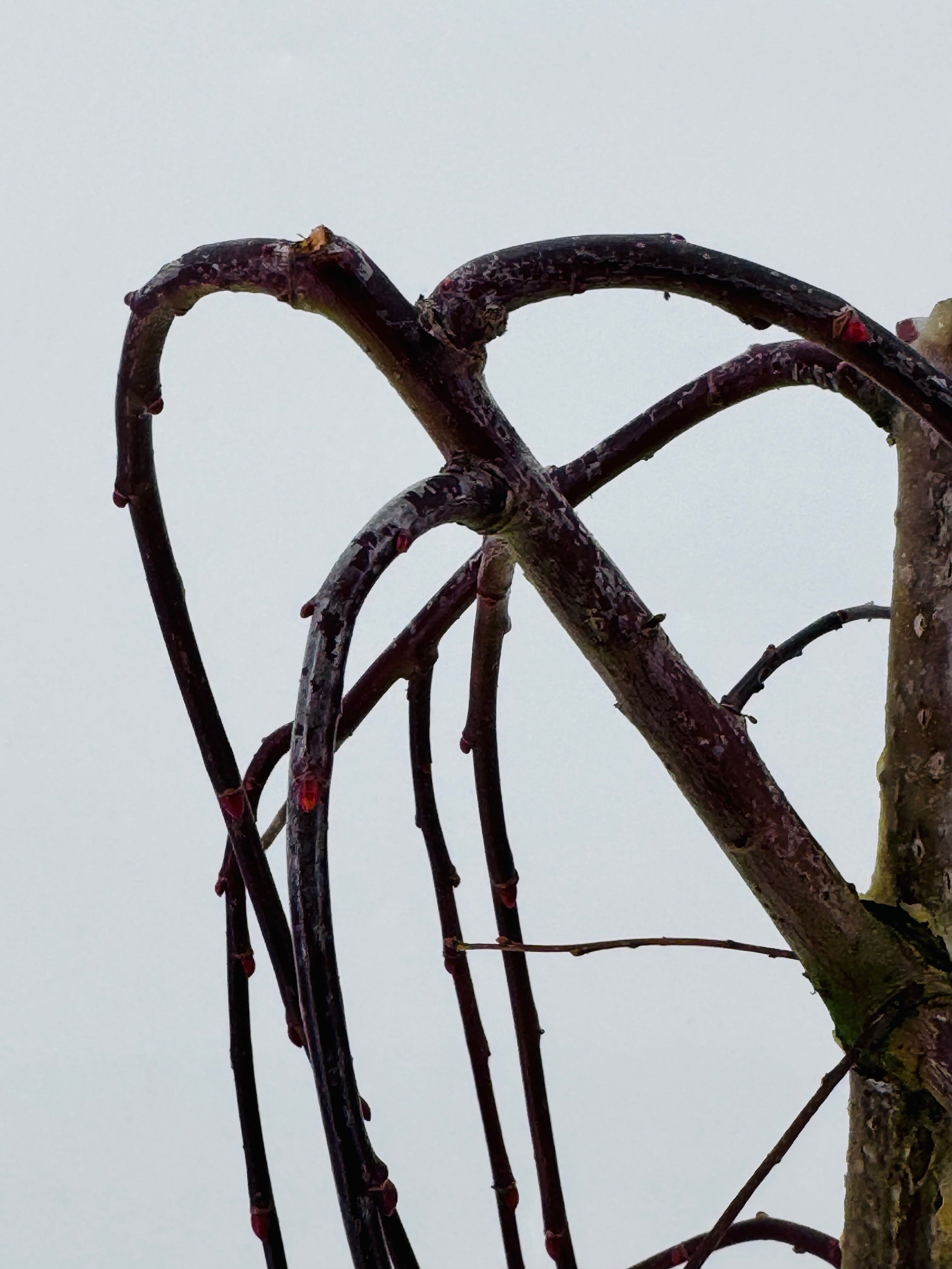 SALIX CAPREA M17