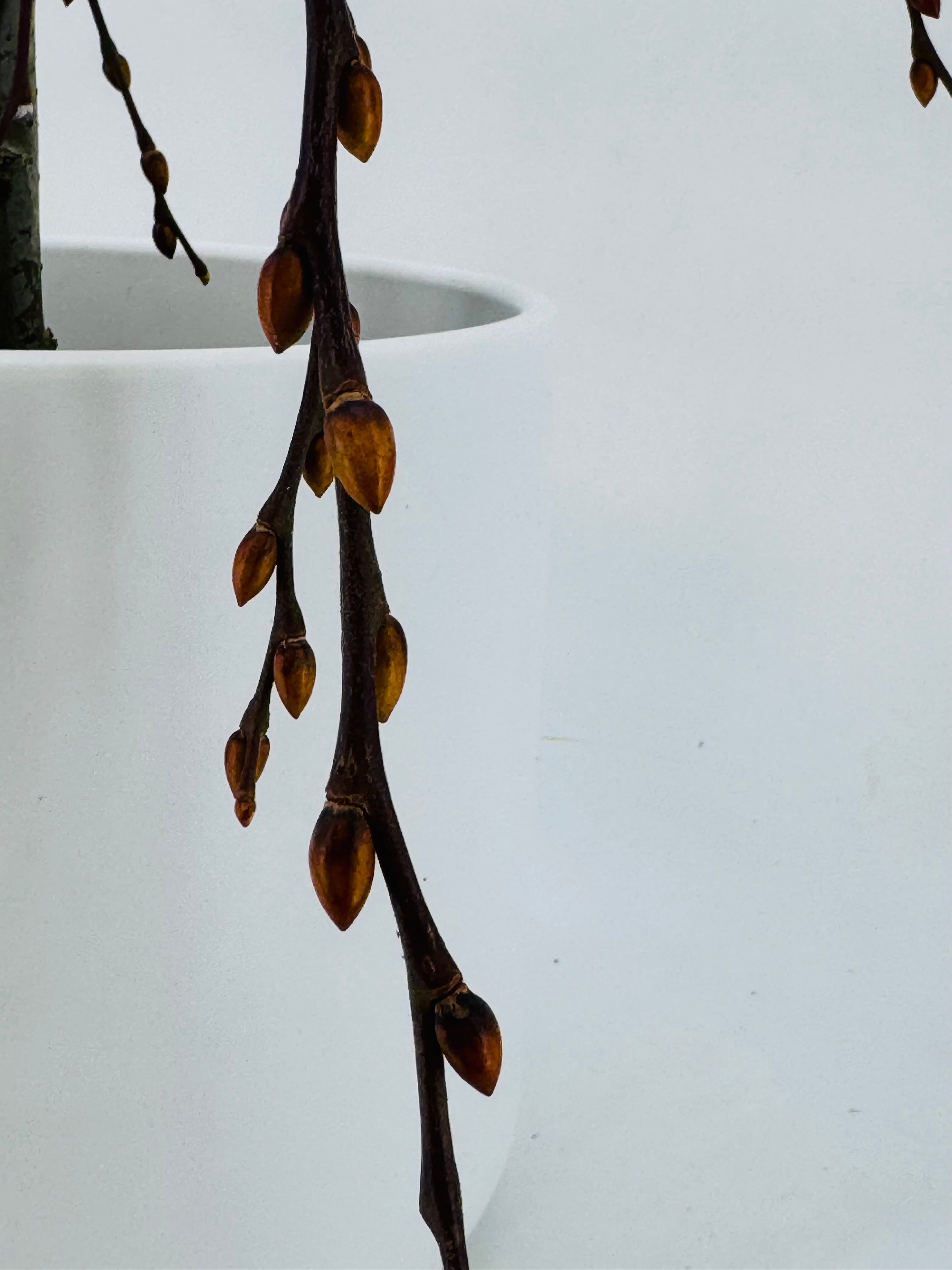 SALIX CAPREA M17