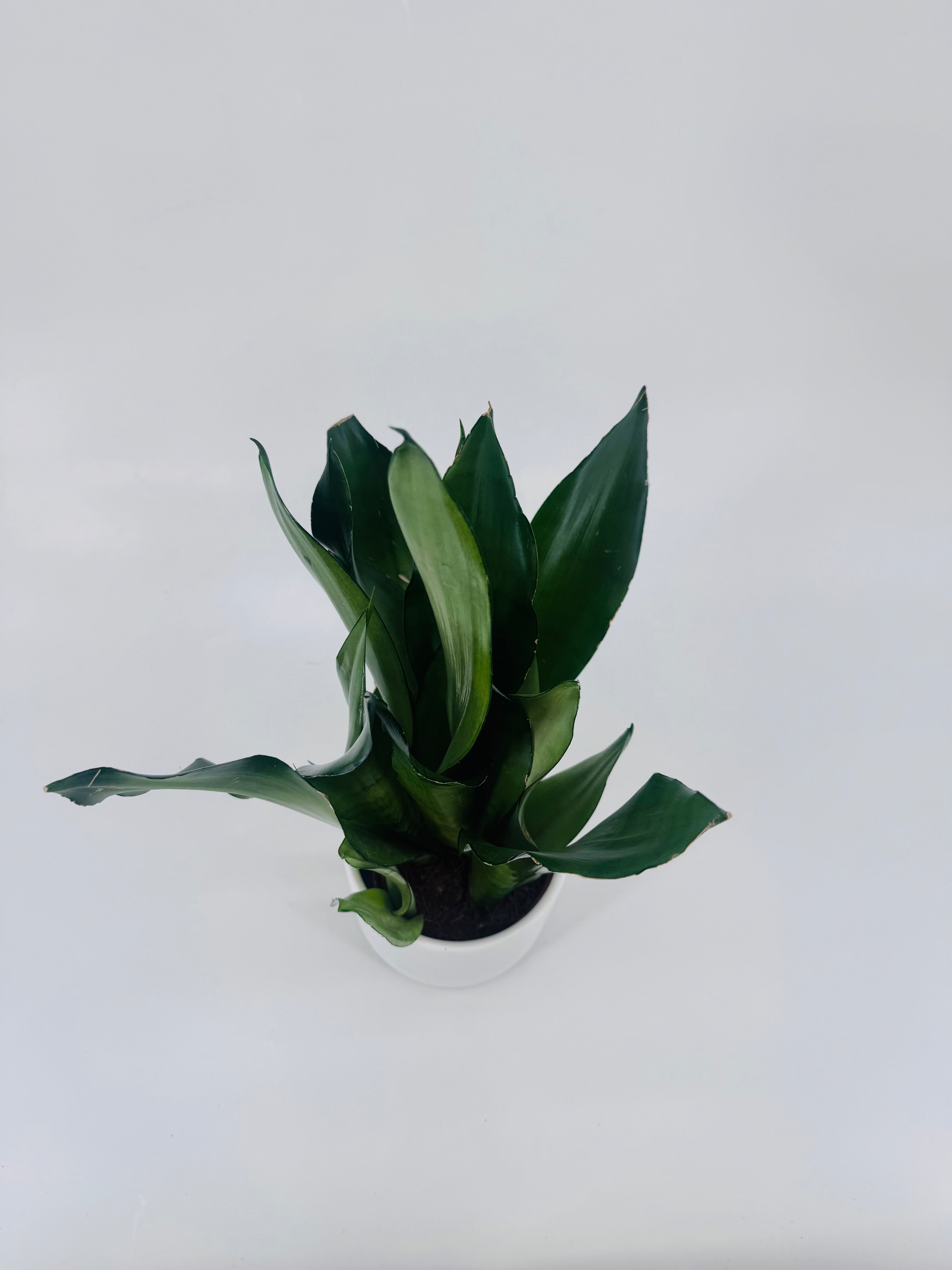 SANSEVIERA CYLINDRICA M12