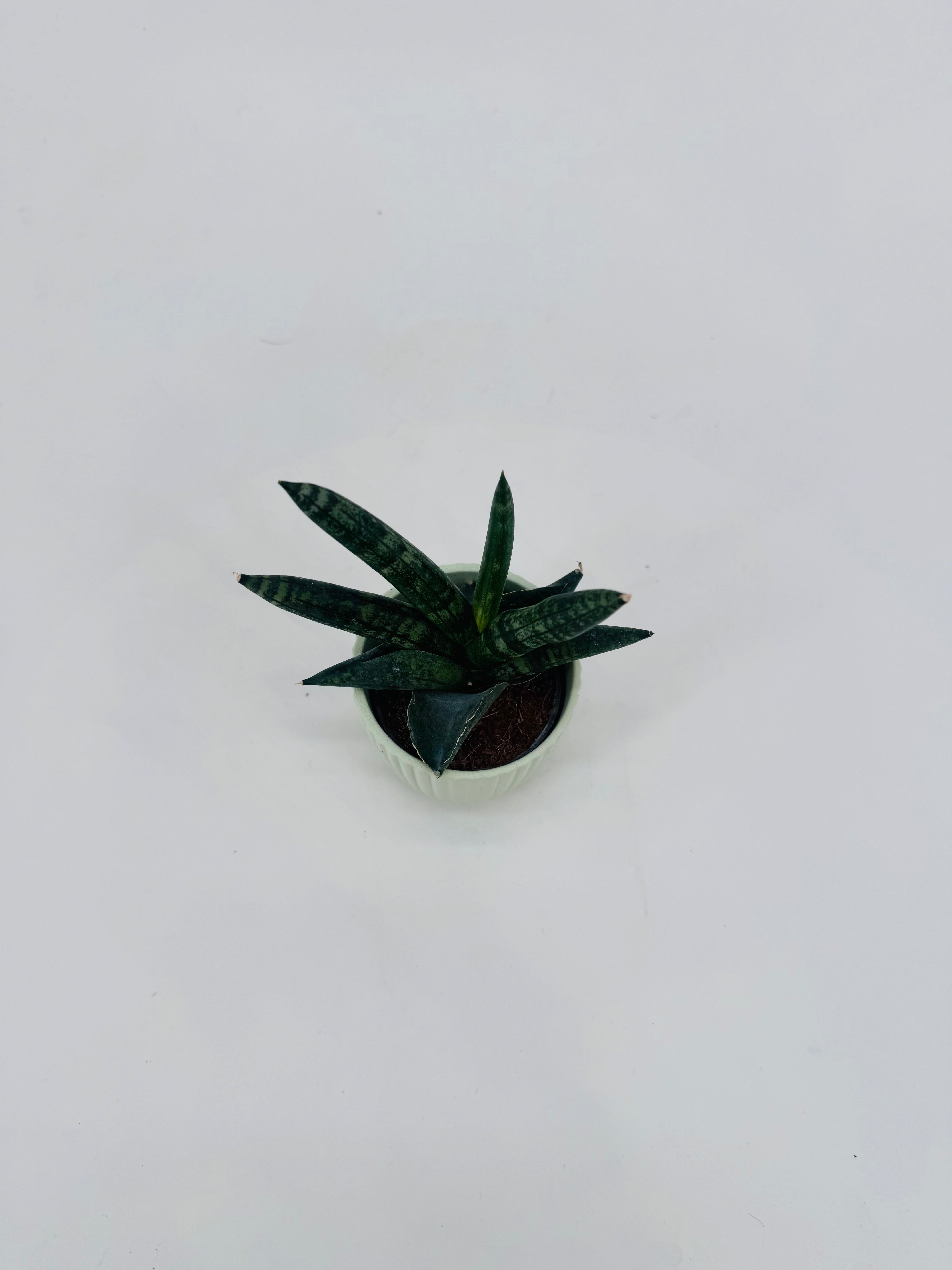 SANSEVIERIA BONCEL M6