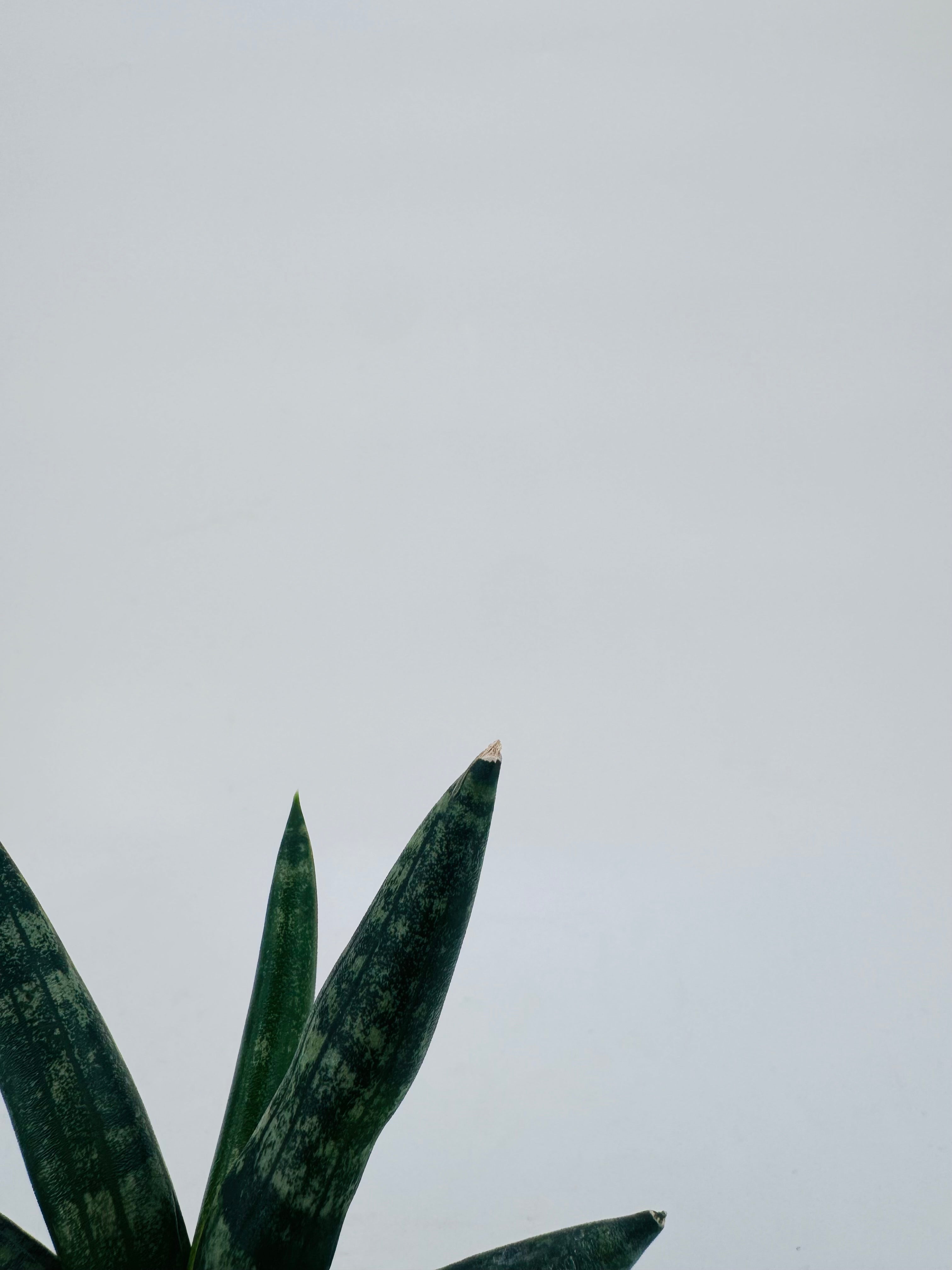 SANSEVIERIA BONCEL M6