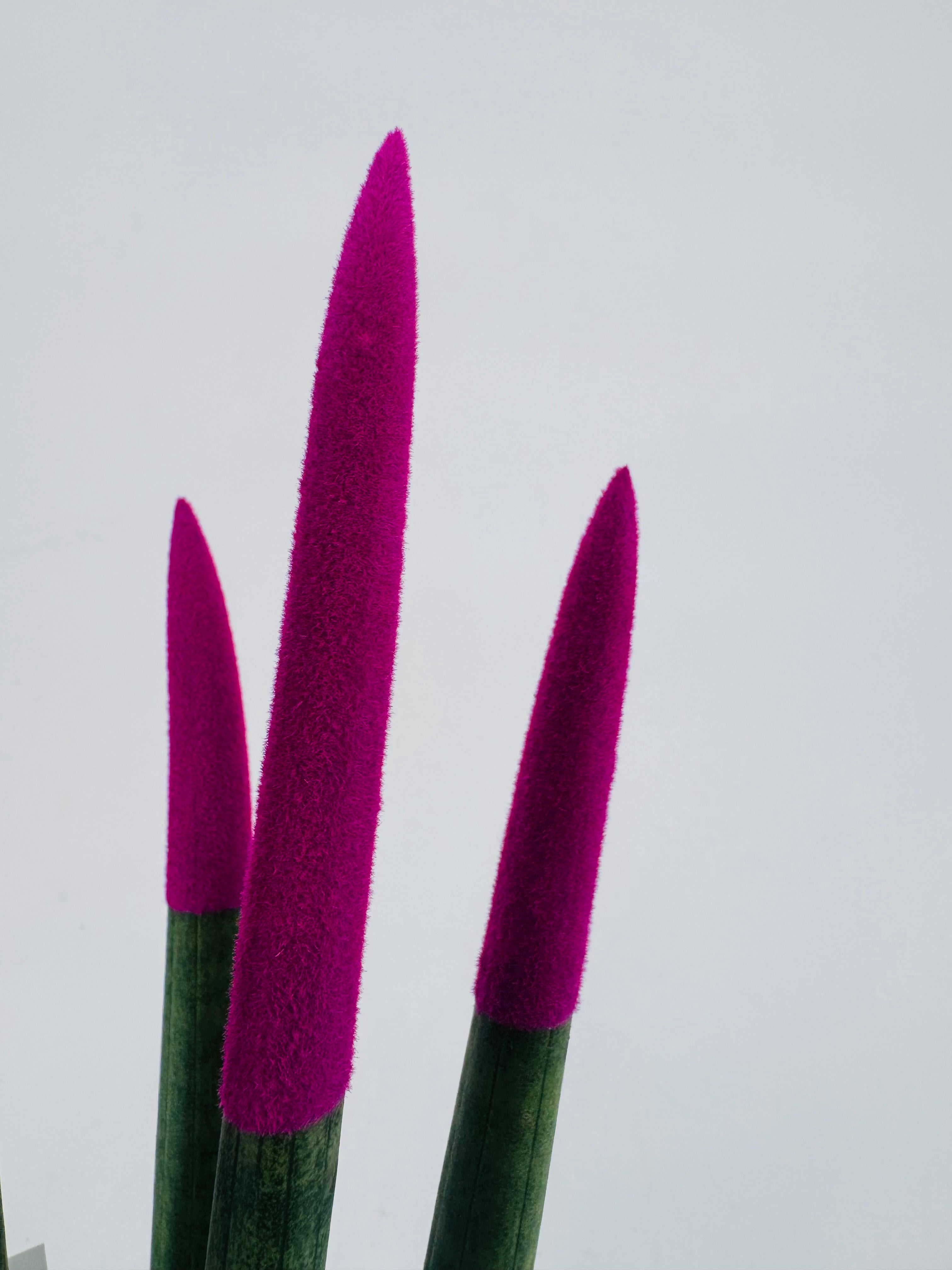 SANSEVIERIA CYL. SPAG VELVET M8.5