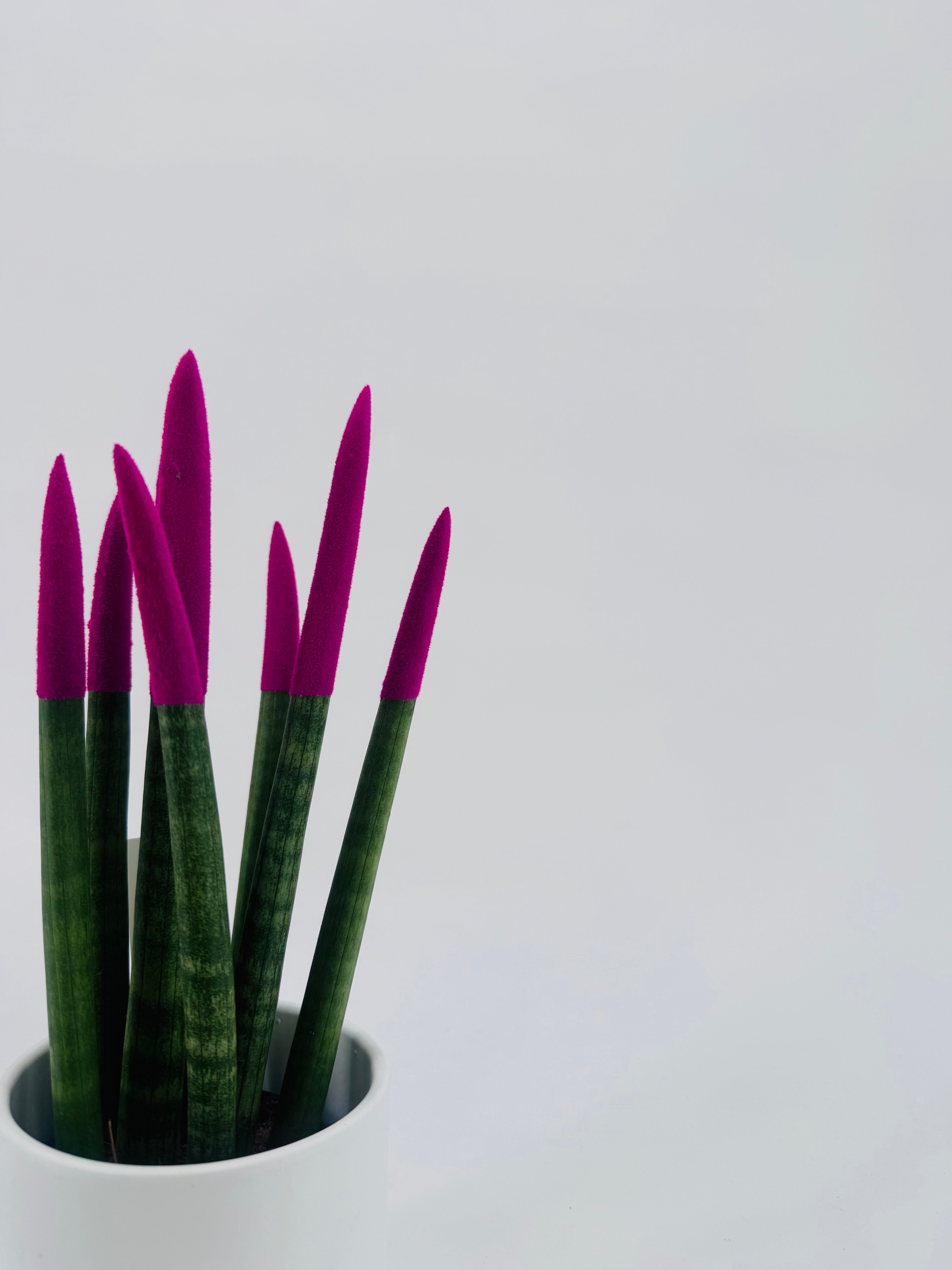 SANSEVIERIA CYL. SPAG VELVET M8.5