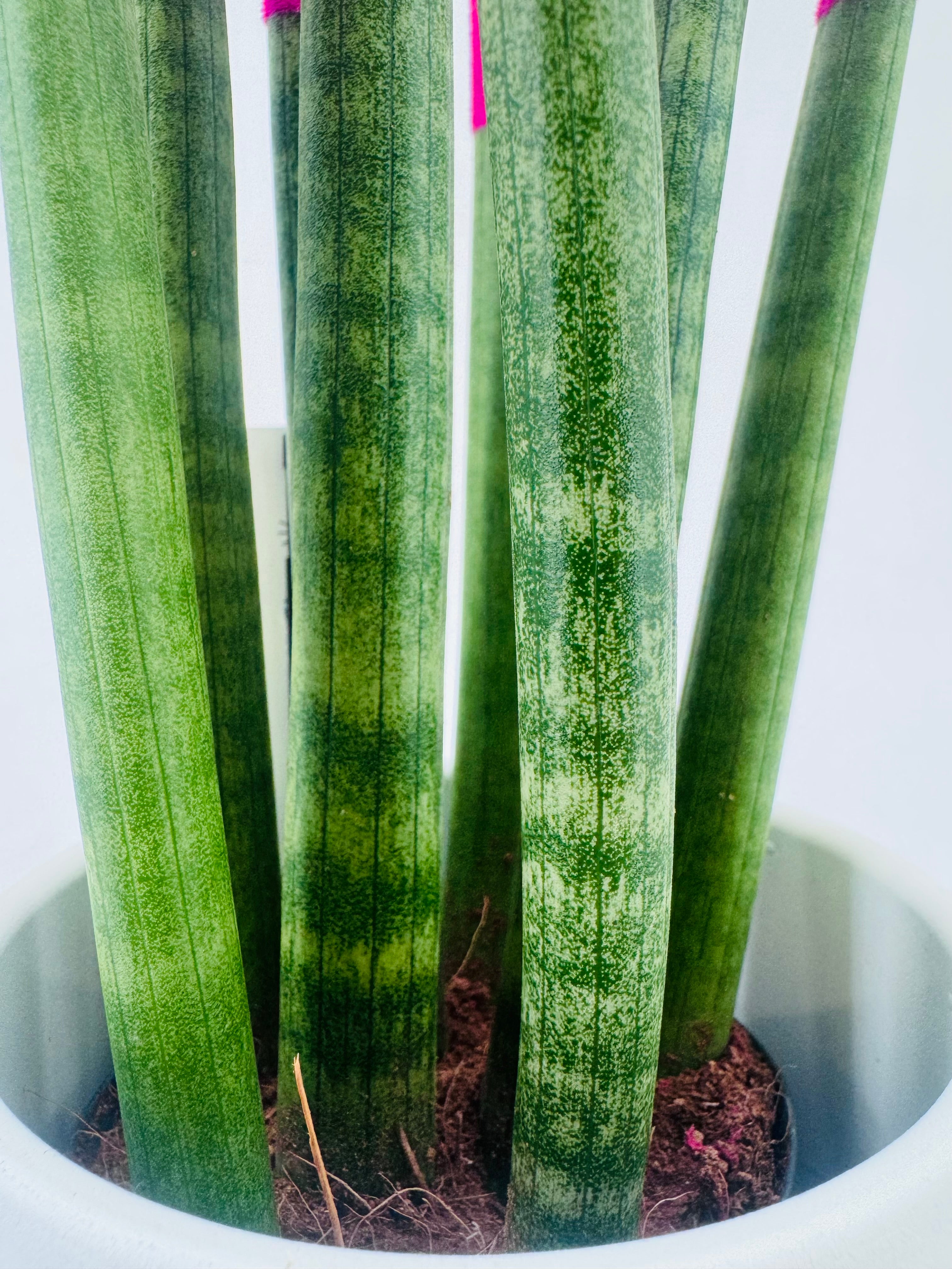 SANSEVIERIA CYL. SPAG VELVET M8.5
