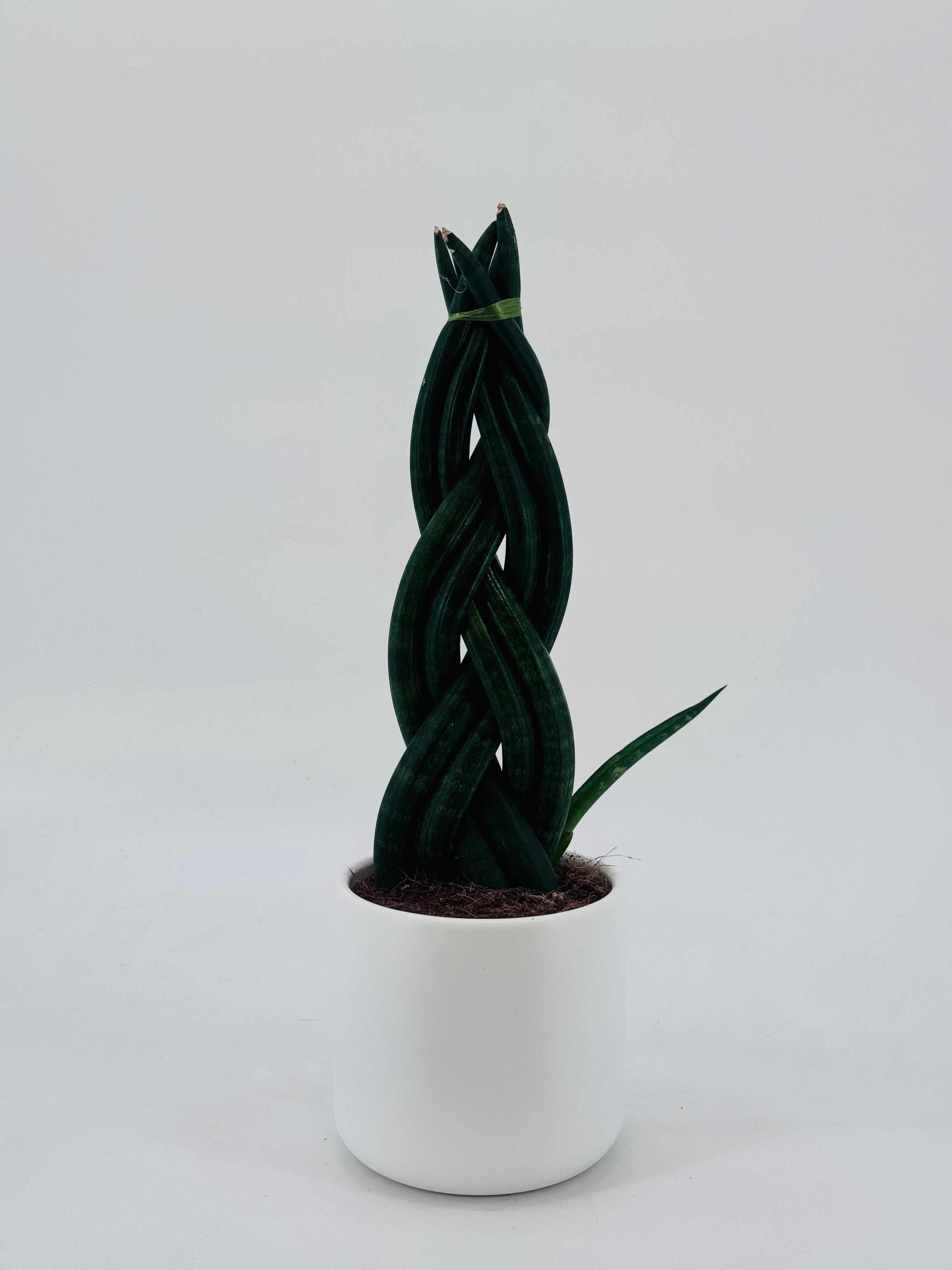 SANSEVIERIA CYLINDRICA M12