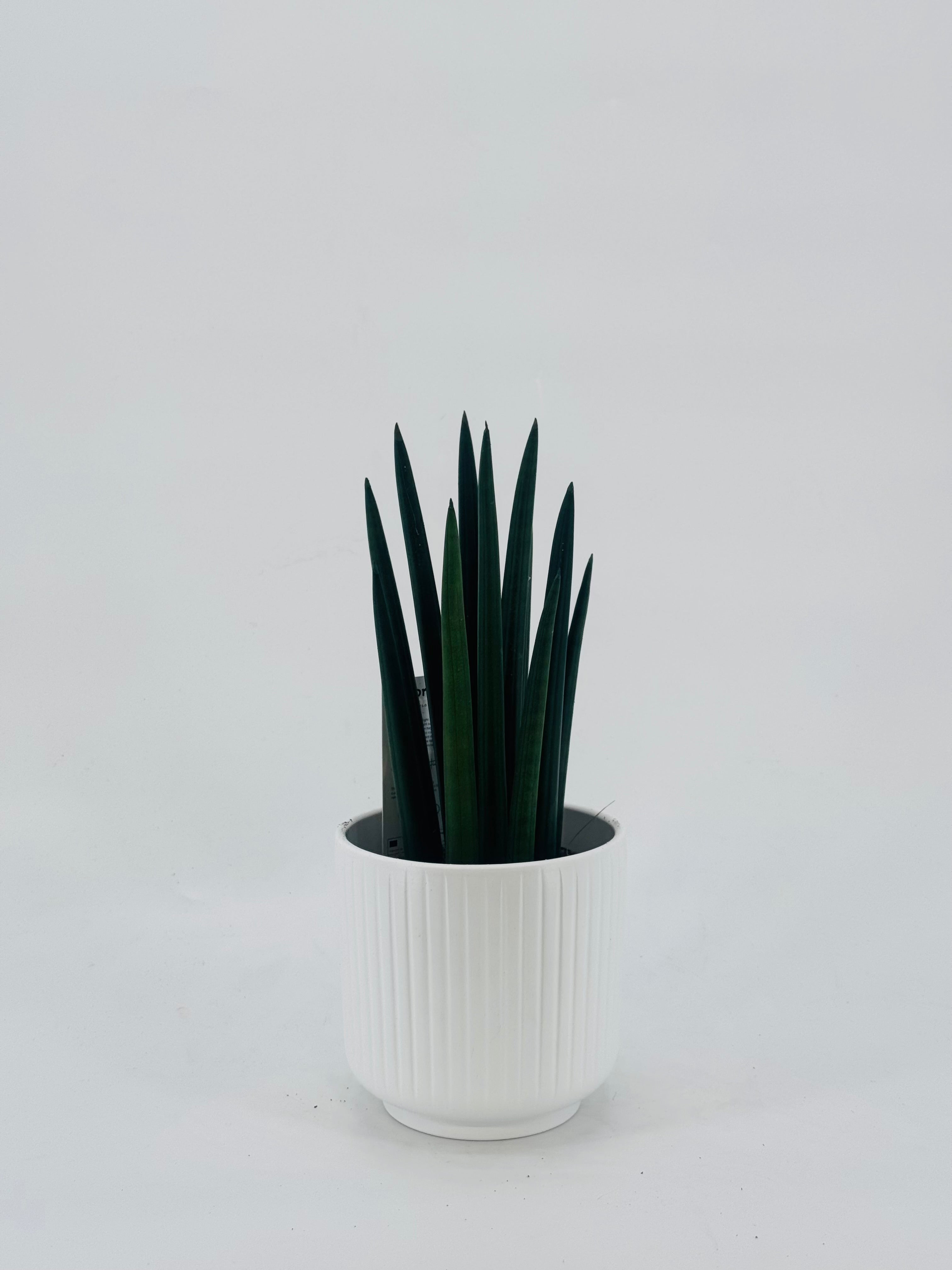 SANSEVIERIA CYLINDRICA MIX M12