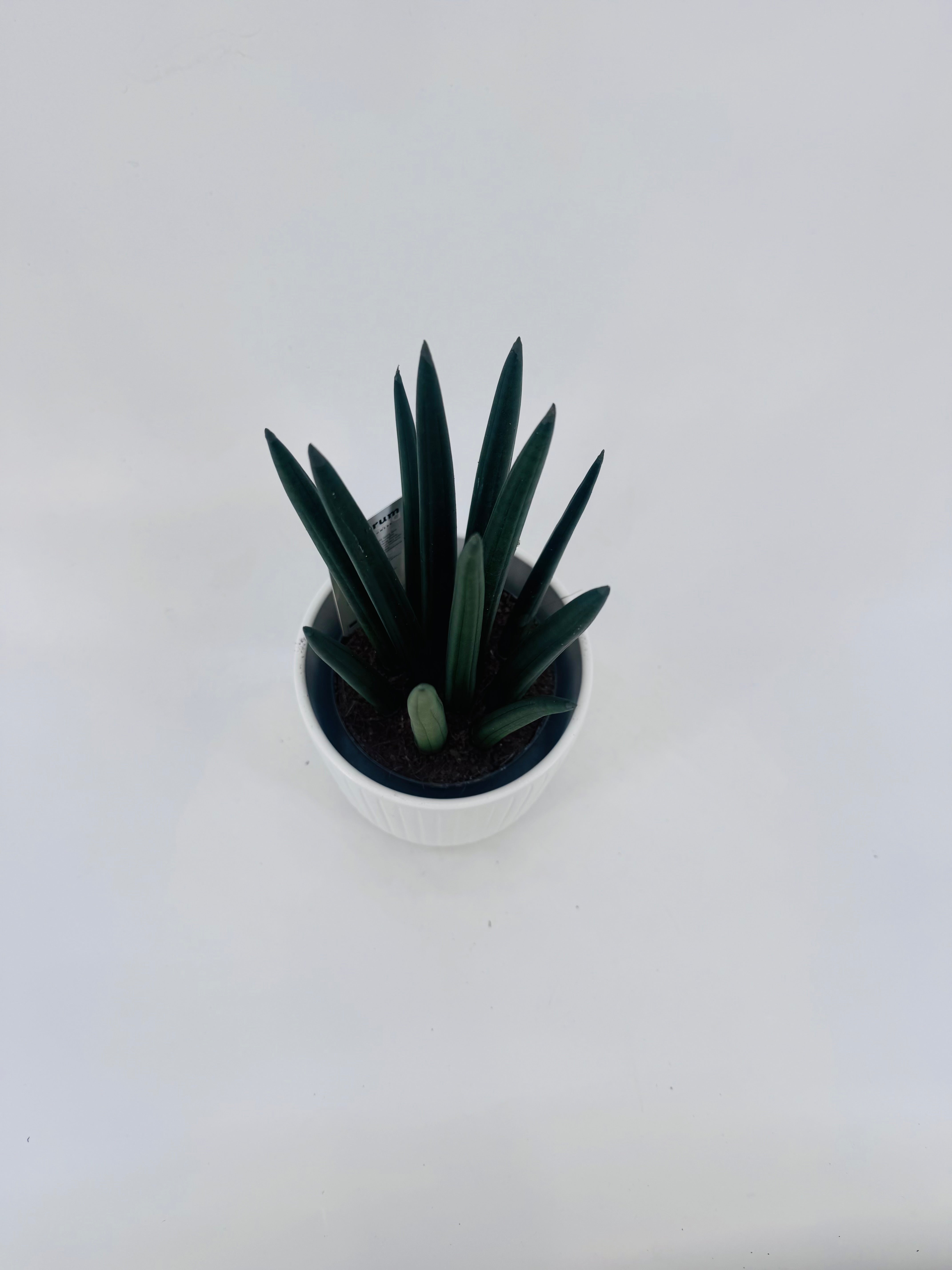 SANSEVIERIA CYLINDRICA MIX M12
