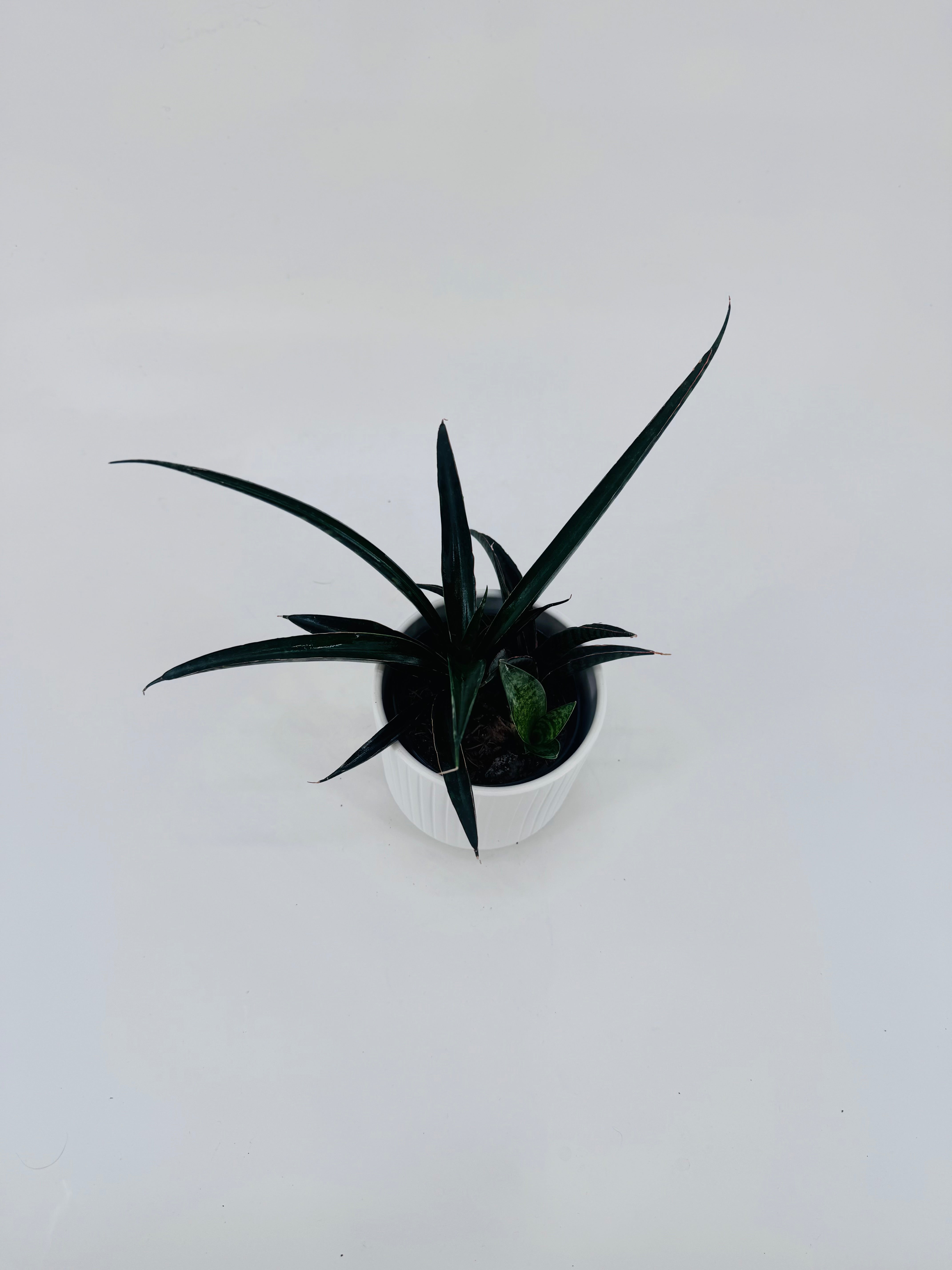 SANSEVIERIA CYLINDRICA ROCKET M6