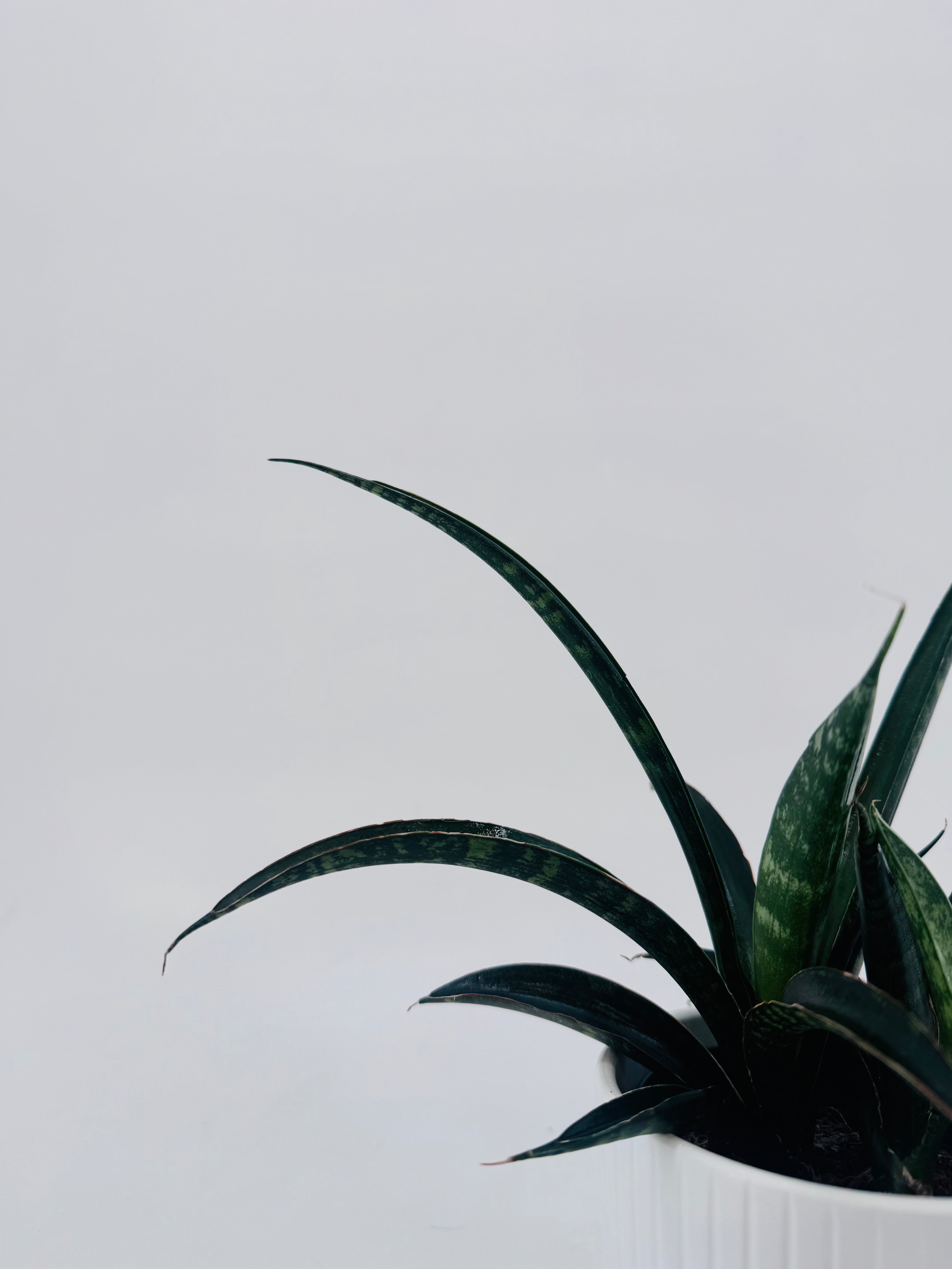 SANSEVIERIA CYLINDRICA ROCKET M6