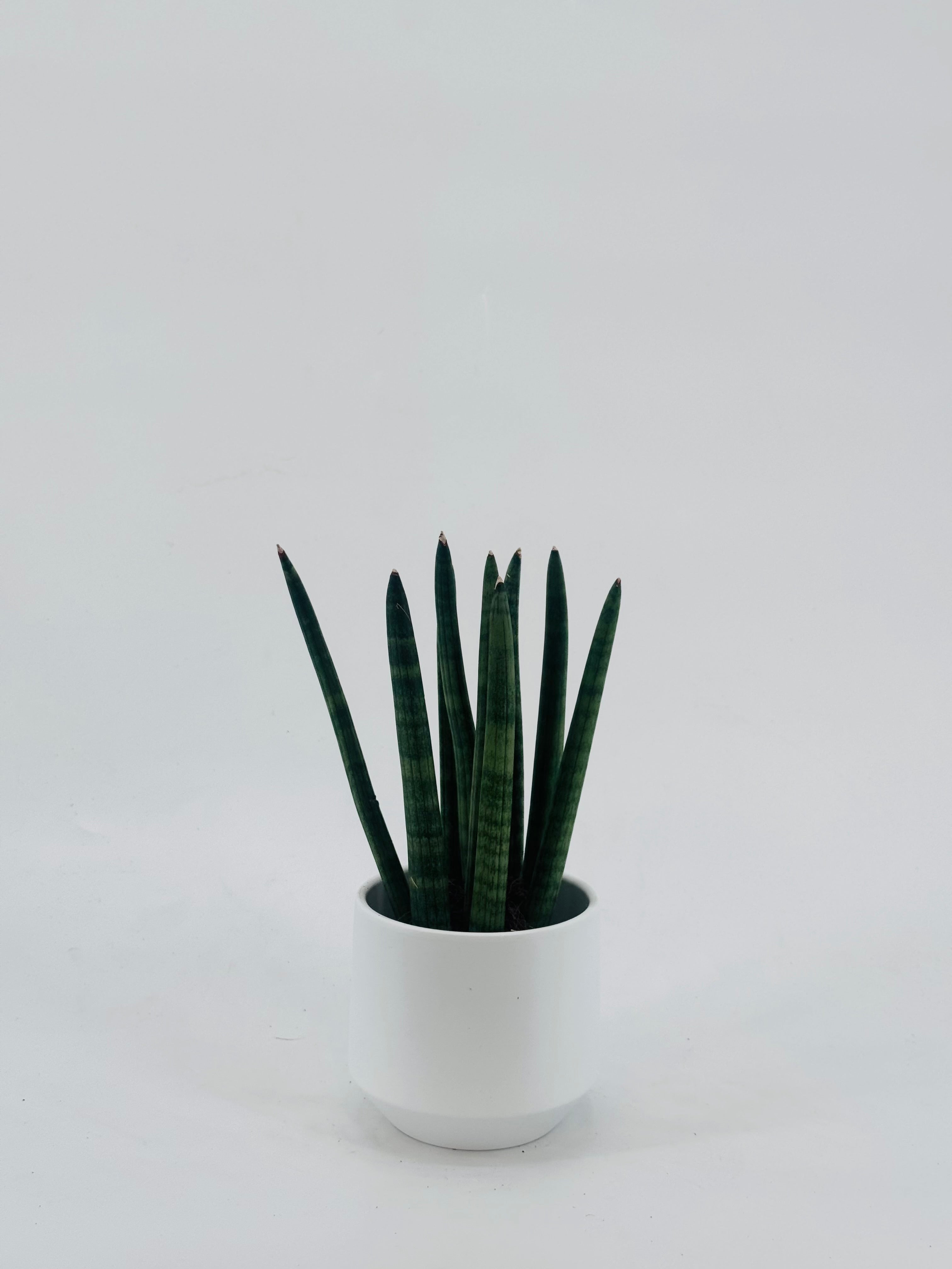 SANSEVIERIA CYL STRAIGHT M8