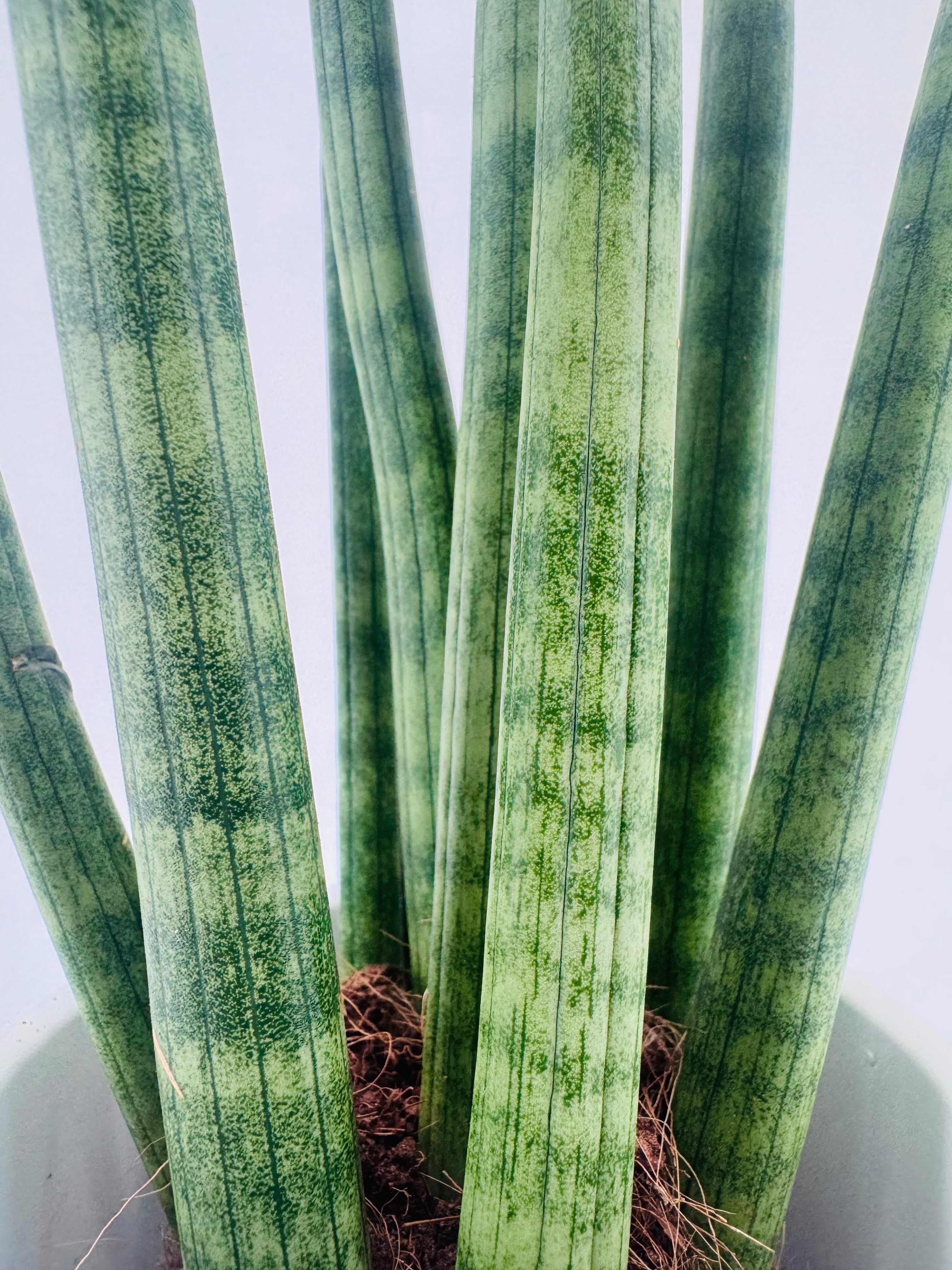 SANSEVIERIA CYL STRAIGHT M8