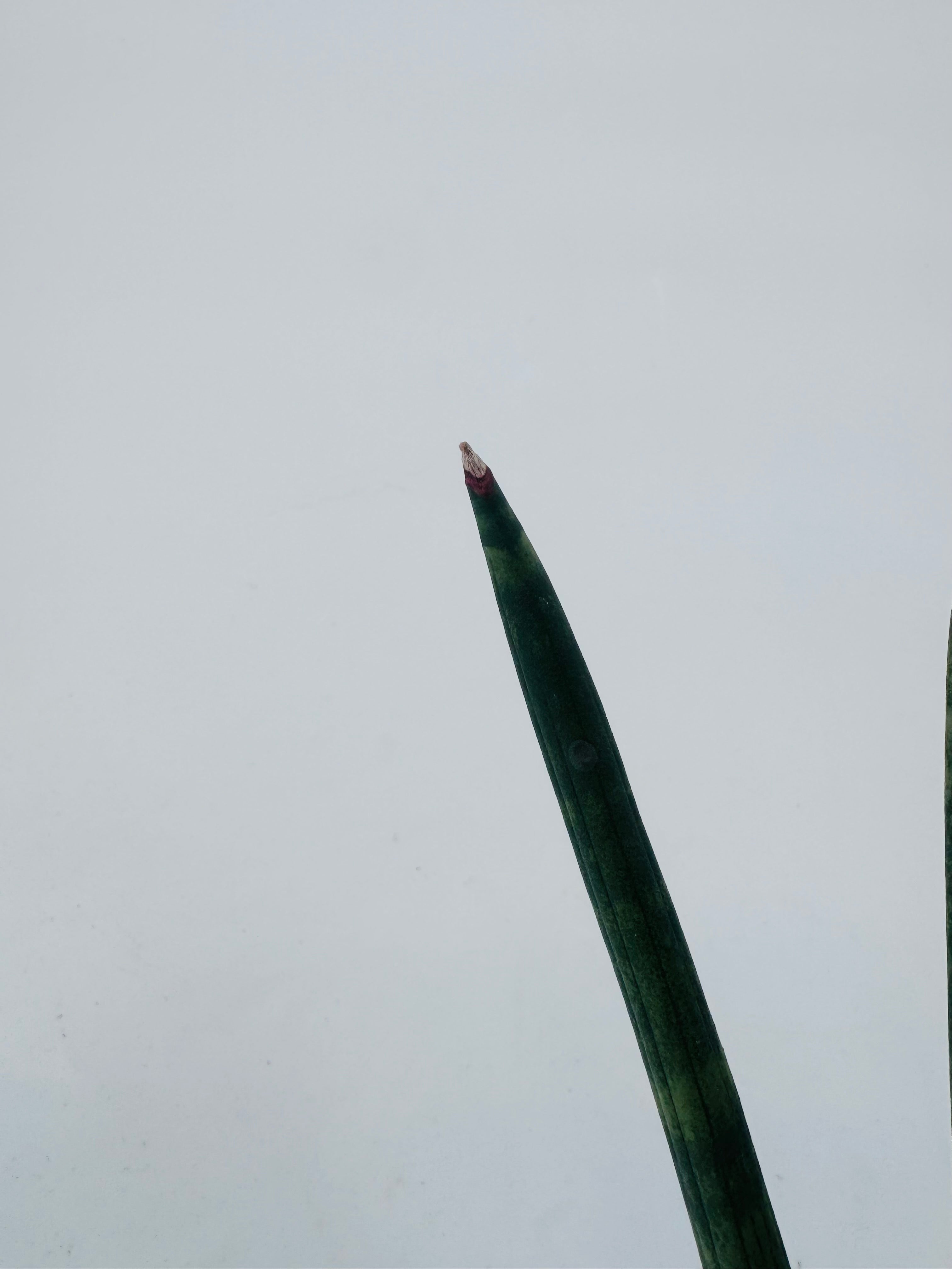 SANSEVIERIA CYL STRAIGHT M8