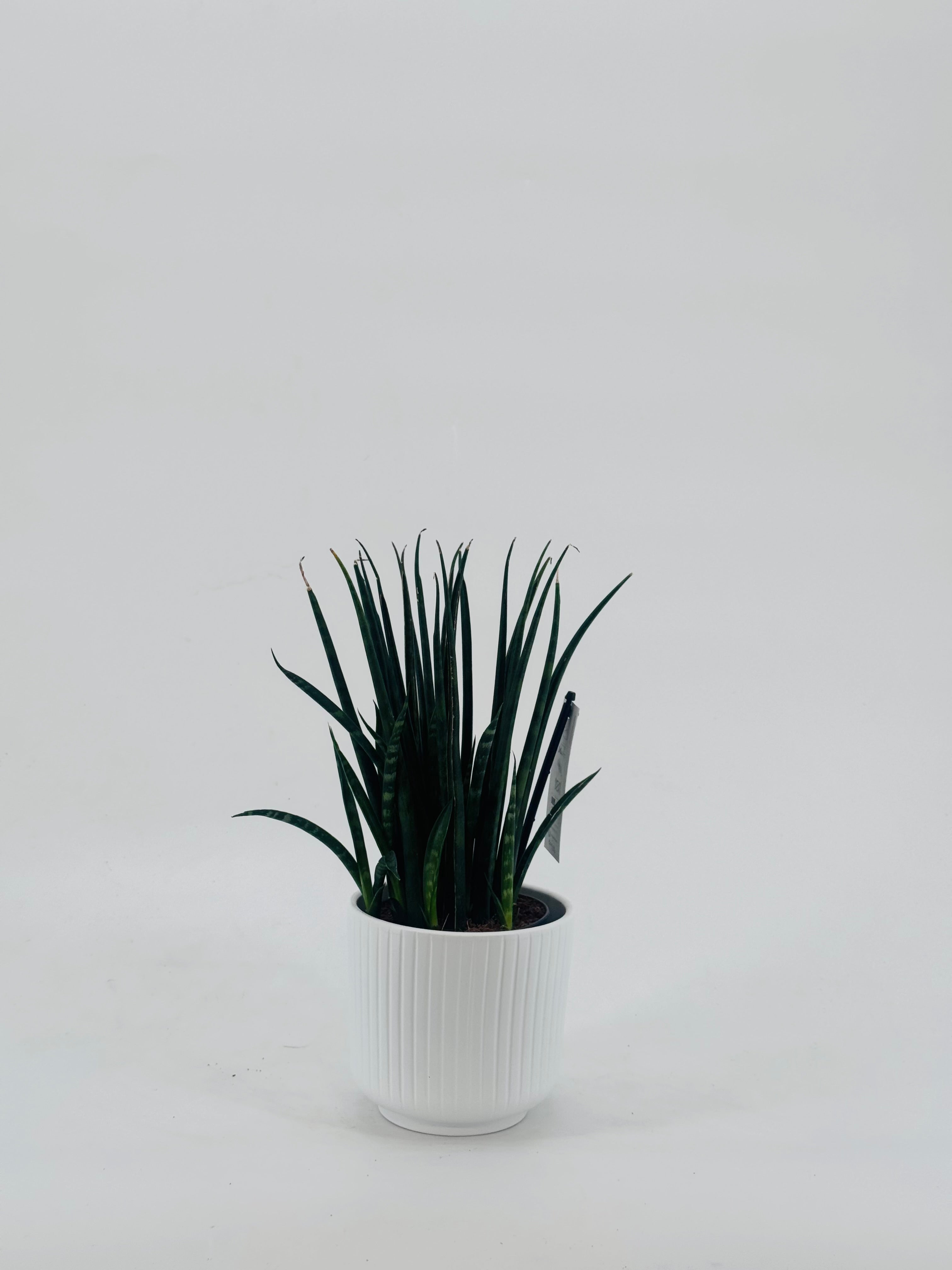 SANSEVIERIA FERNWOOD M11