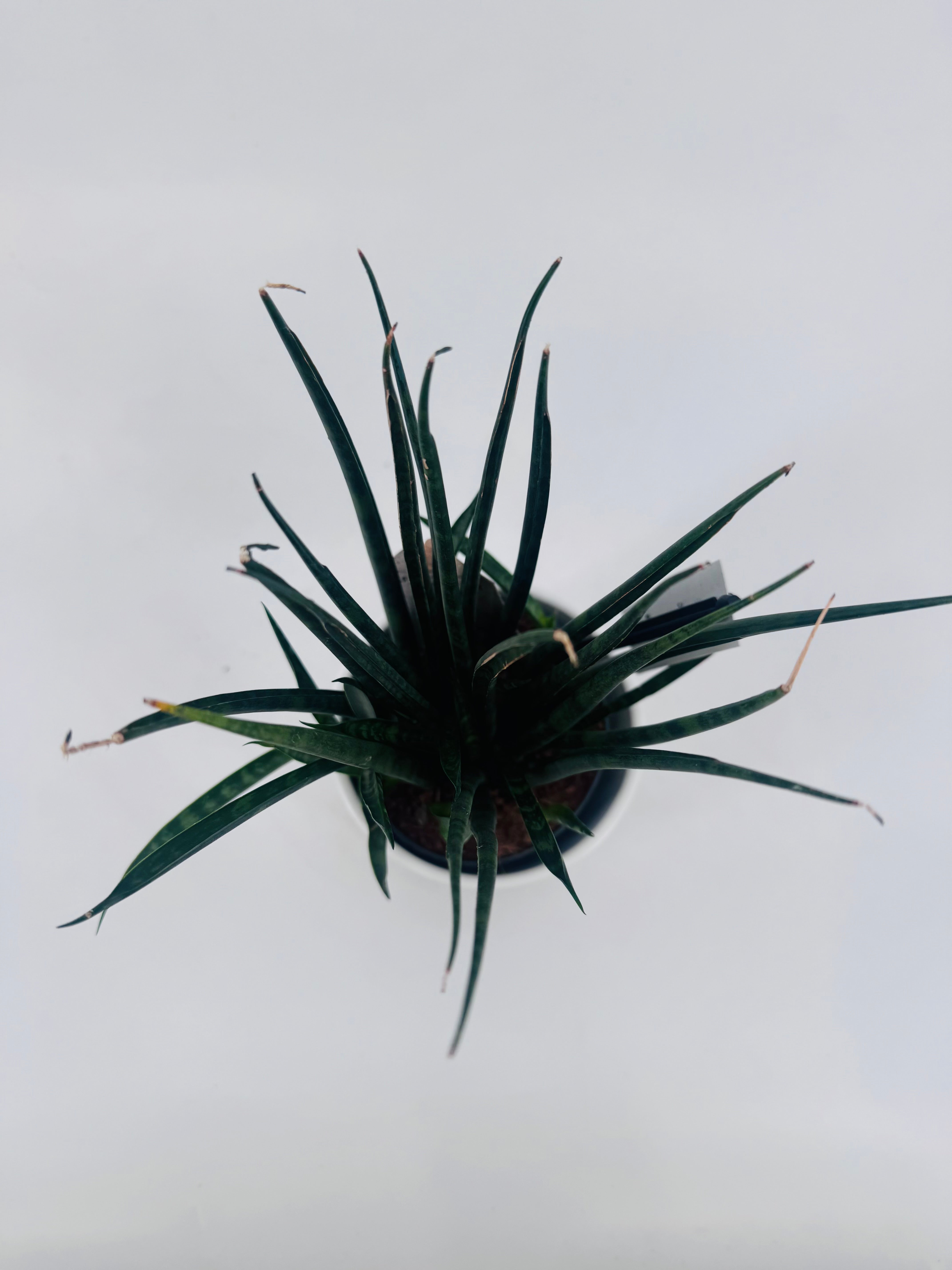 SANSEVIERIA FERNWOOD M11