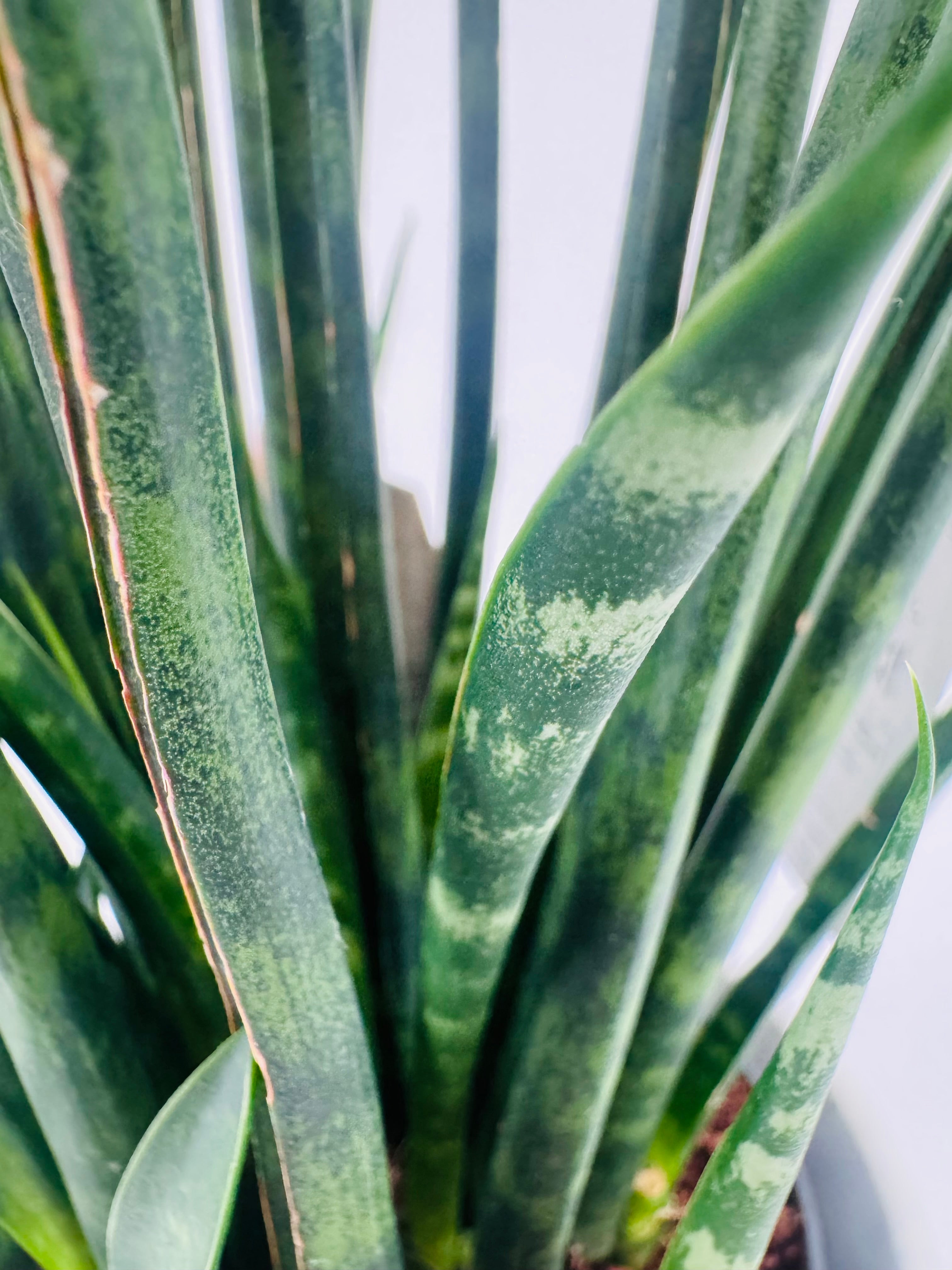 SANSEVIERIA FERNWOOD M11