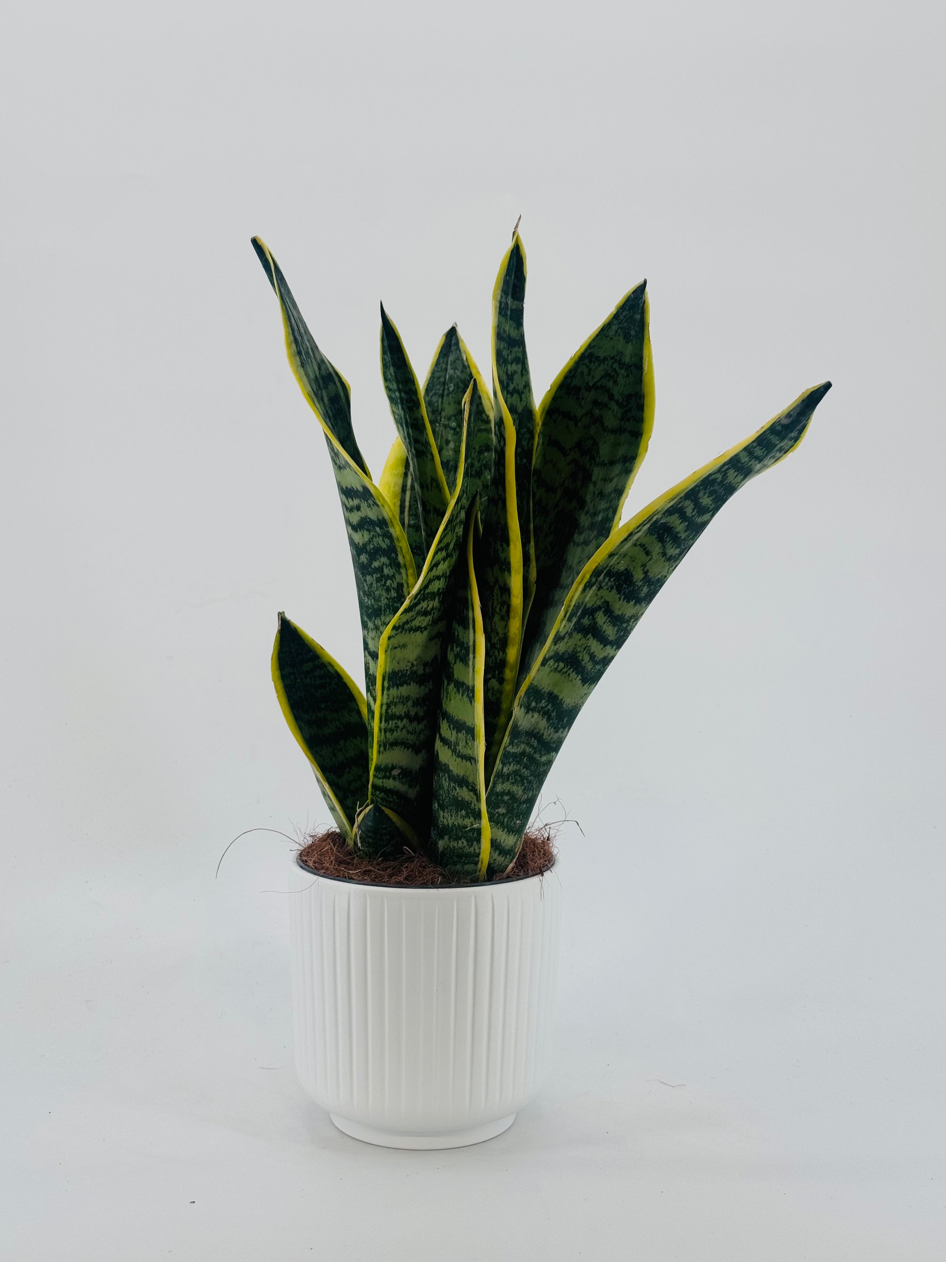 SANSEVIERIA FUTURA C14